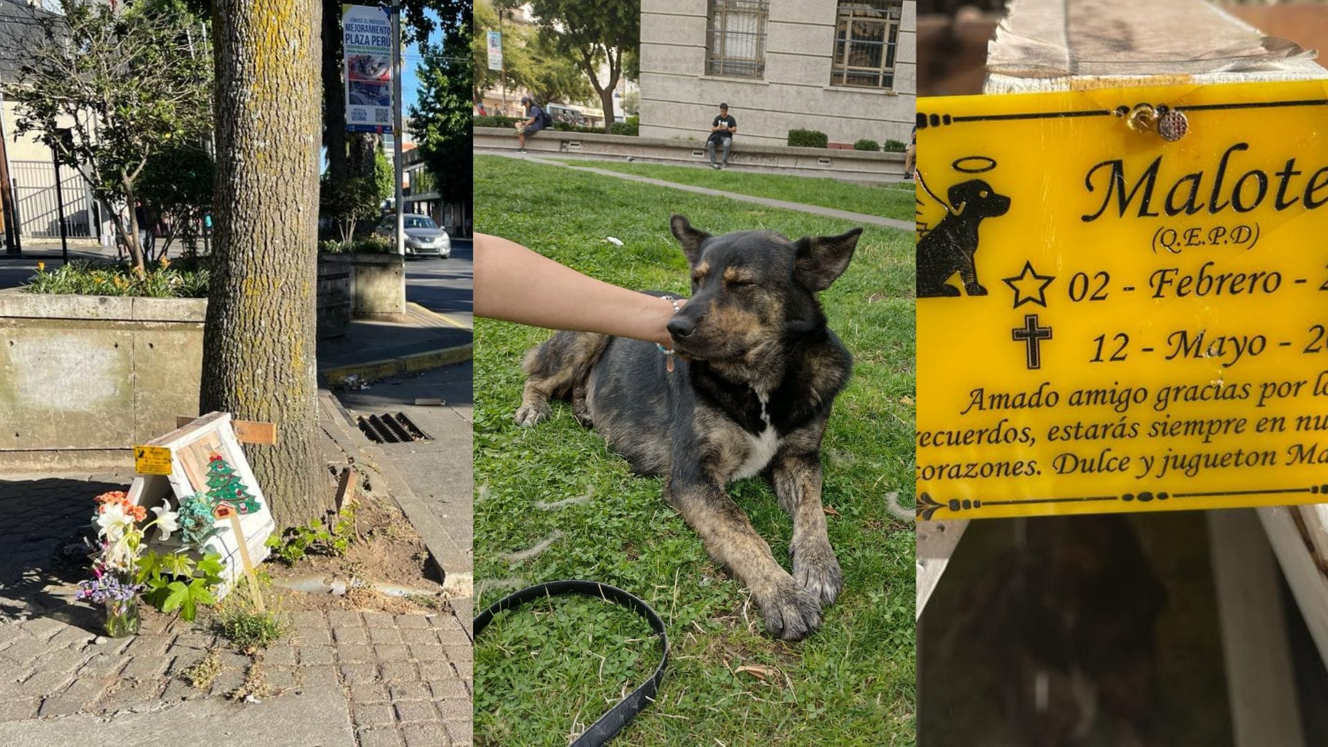 Animita recuerda a querido perrito de Concepción que murió en Paicaví: Una historia que deja una lección