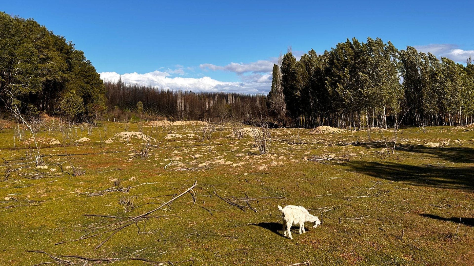 “Buena Cabra”: El innovador método de pastoreo dirigido para generar cortafuegos naturales en Santa Juana