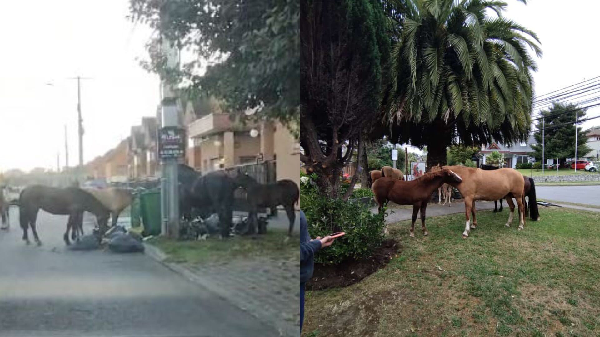 Vecinos alertan peligro por caballos sueltos en plena vía pública de las Lomas de San Andrés en Concepción
