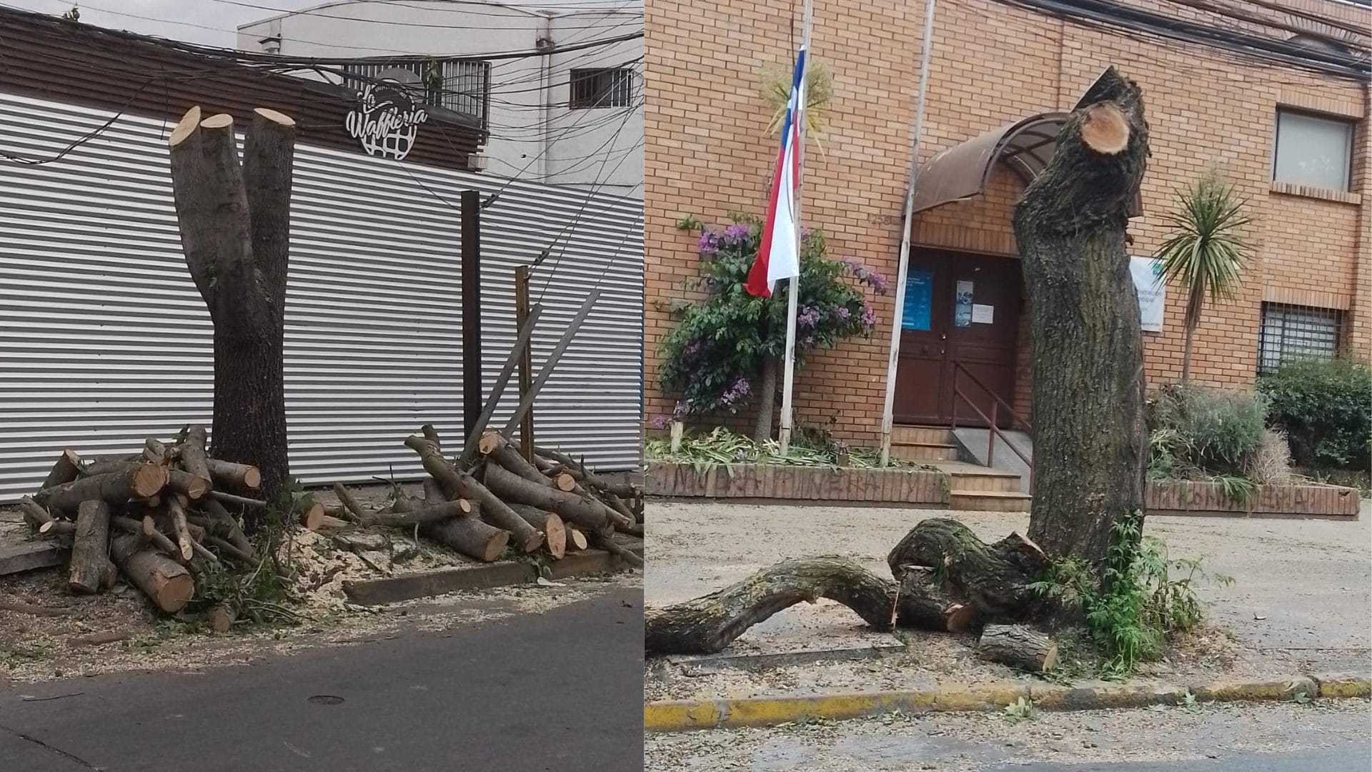 Tala de árboles indigna a vecinos de Concepción: Informan motivo por el cual los habrían cortado