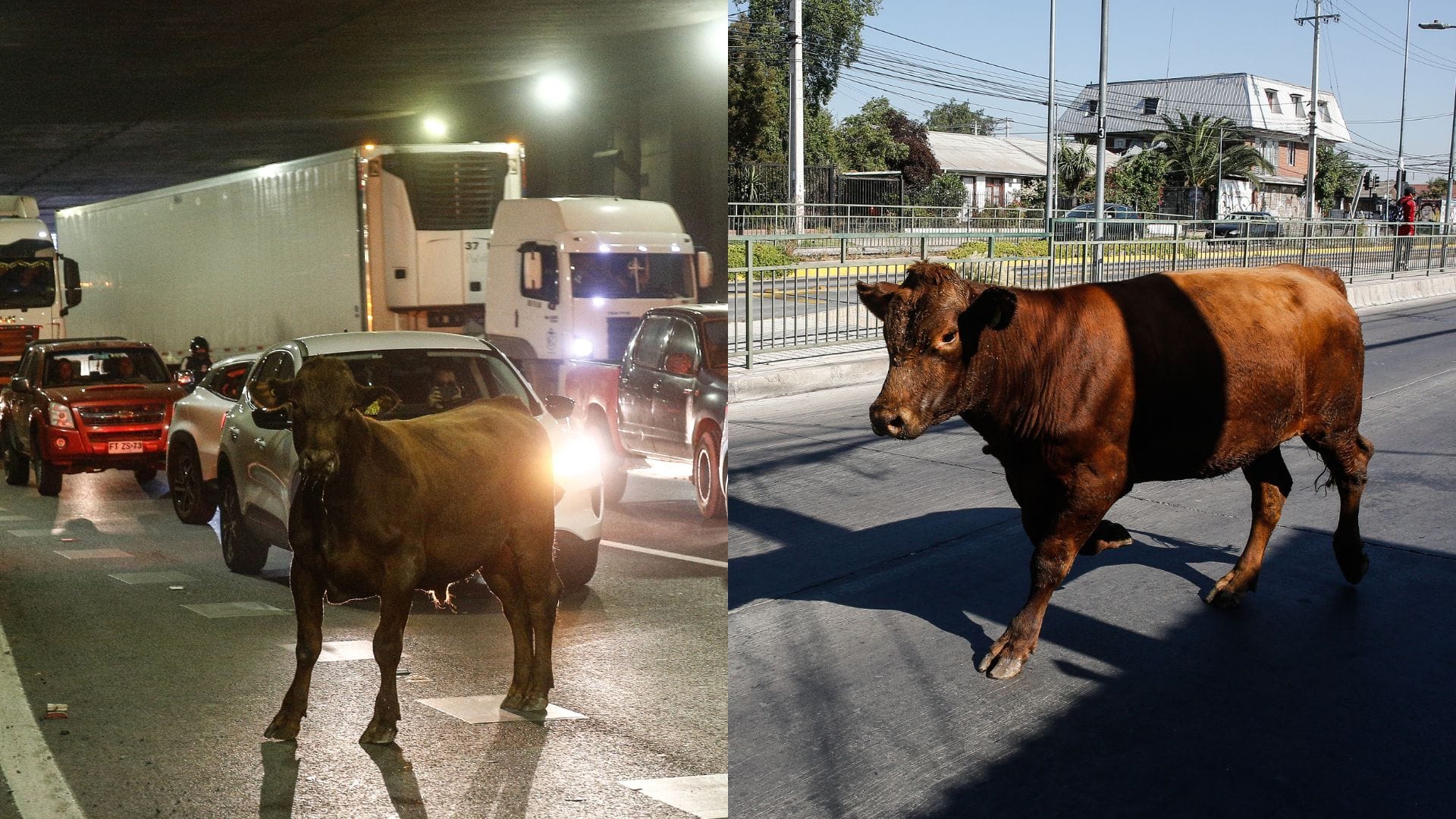 Animales y vehículo son robados: Operativo por vacas sueltas tras volcamiento de camión en Lo Espejo