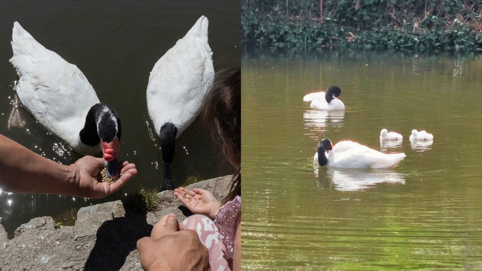Regresan los dispensadores de comida para aves a la Laguna de Los Patos de Concepción