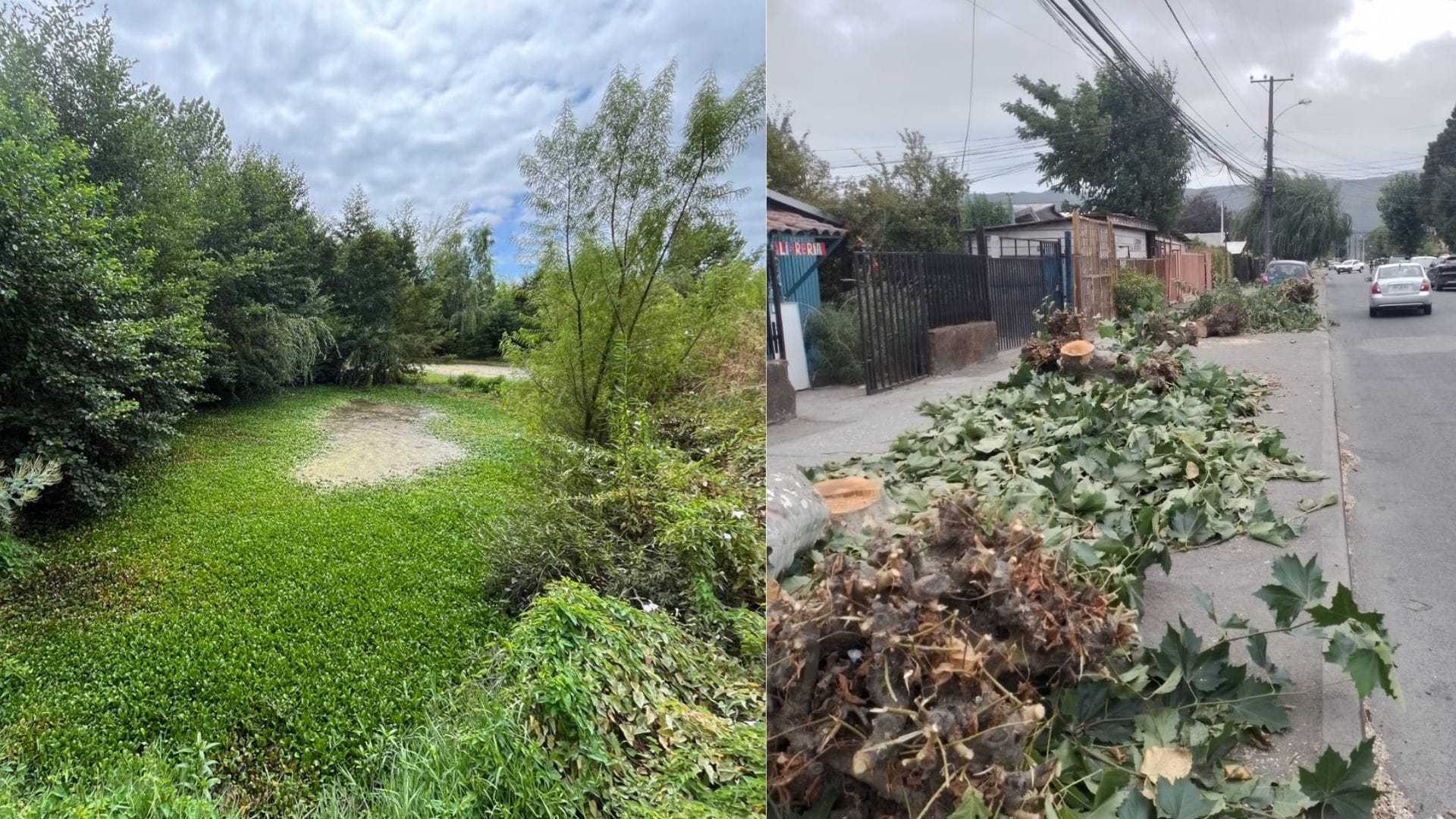 Chiguayante: la preocupación por el humedal Los Boldos y tala de árboles en la ciudad