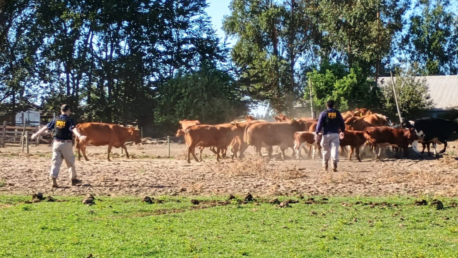Recuperan 40 vacunos que fueron sustraídos en Chillán