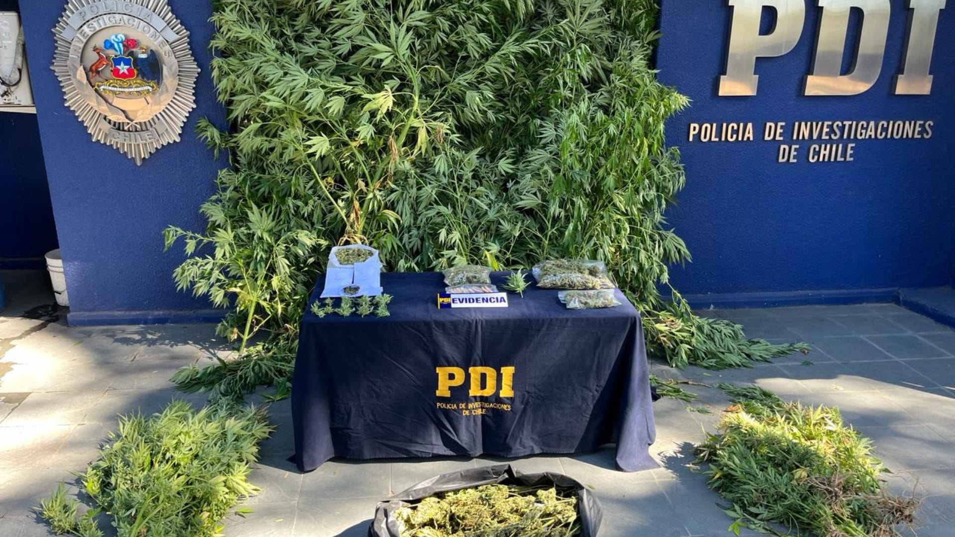 Dos funcionarios de la salud son detenidos por cultivar y comercializar cannabis en San Carlos