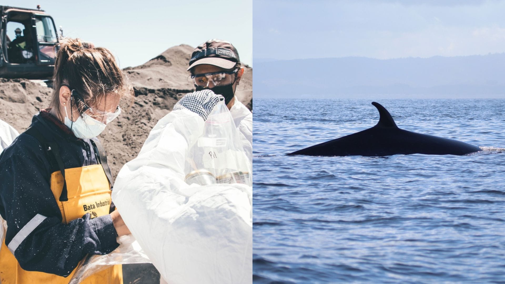 Ballenas en Caleta Chome: Centro de investigación estudia especie en peligro de extinción
