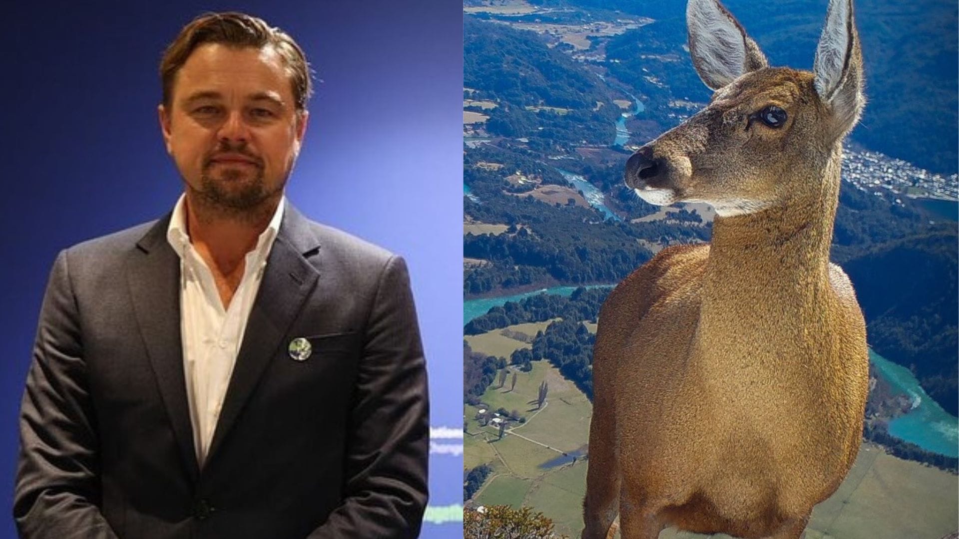 Chilenos lo elogiaron: Leonardo DiCaprio visibilizó el peligro de extinción que enfrenta el huemul