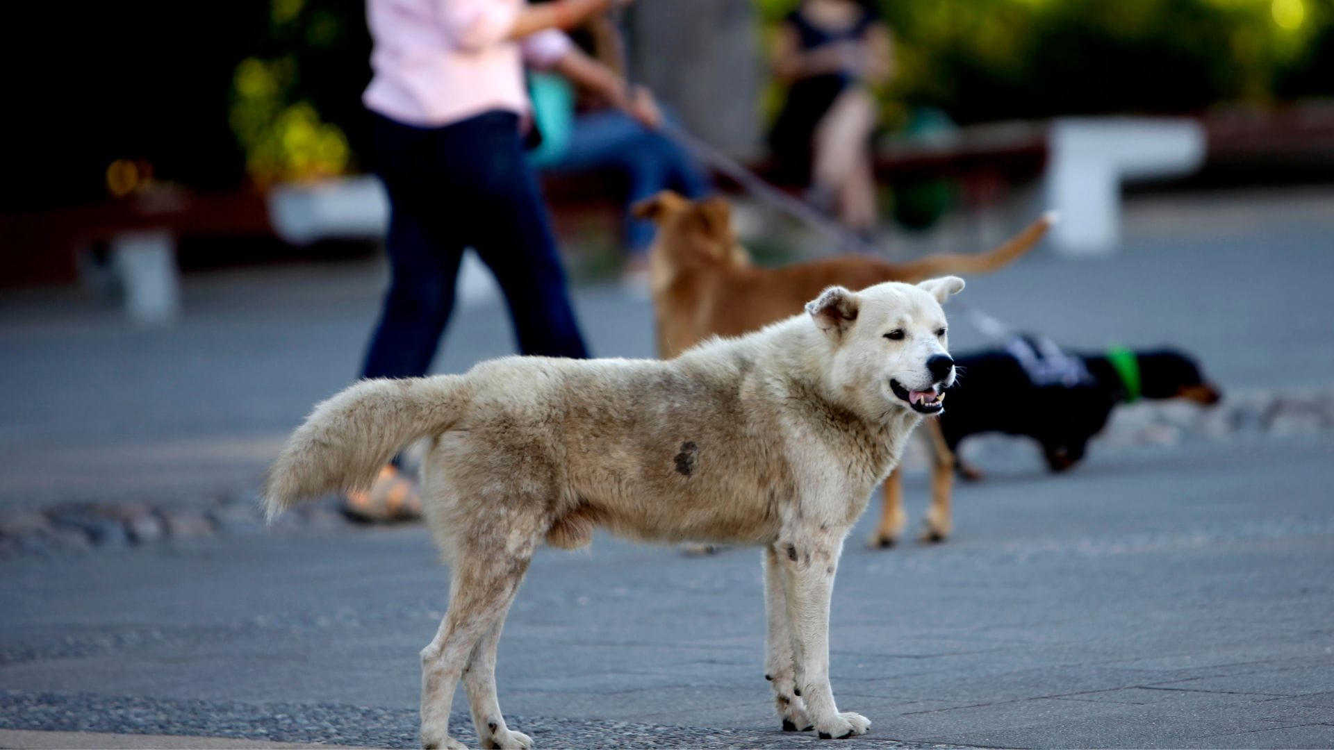 Corte rechaza la petición de eutanasia a 4.500 perros en San Pedro de Atacama