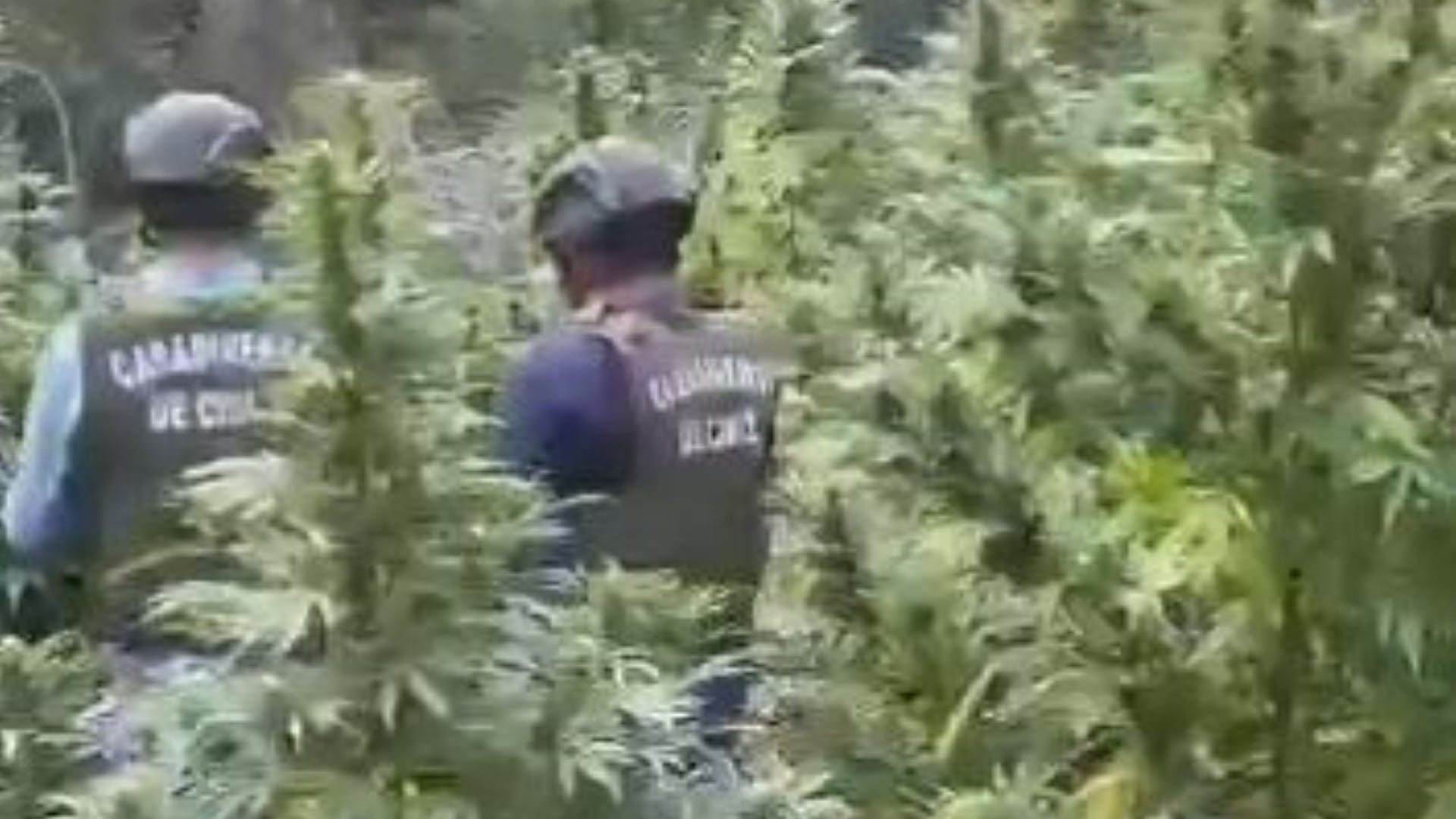 Hallan plantación de sativa en Región del Biobío: Eran 100 plantas de marihuana enormes
