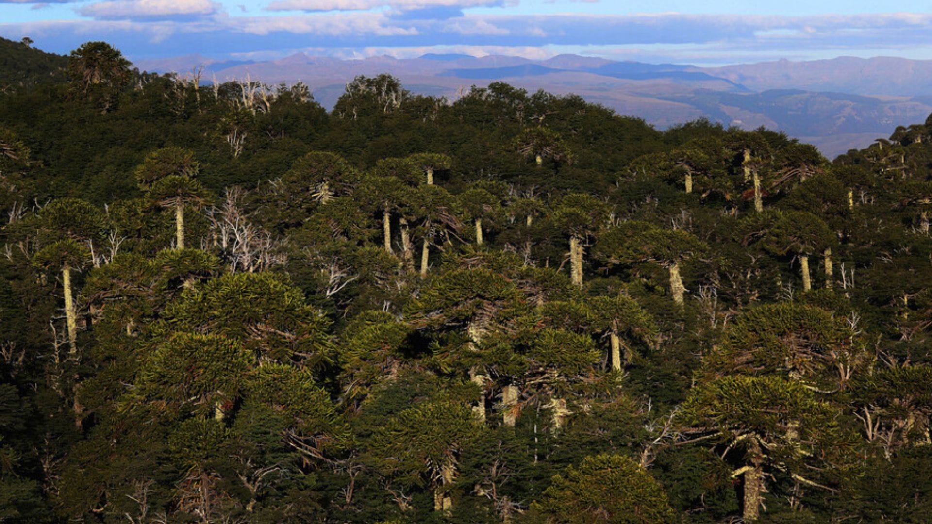 Incendio de araucarias milenarias ha dejado 469 hectáreas afectadas en Alto Biobío