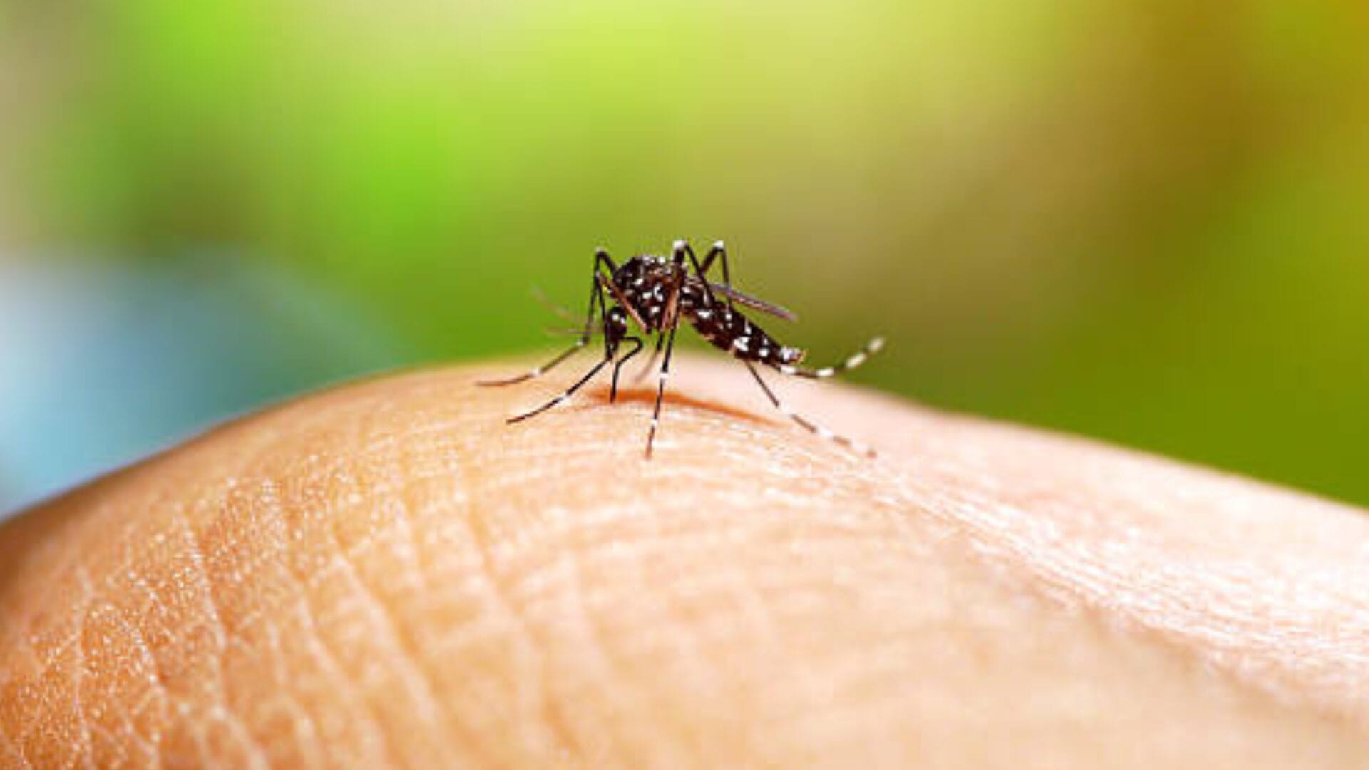 Alcalde solicitó erradicar mosquito: Aumentan casos de dengue en Rapa Nui