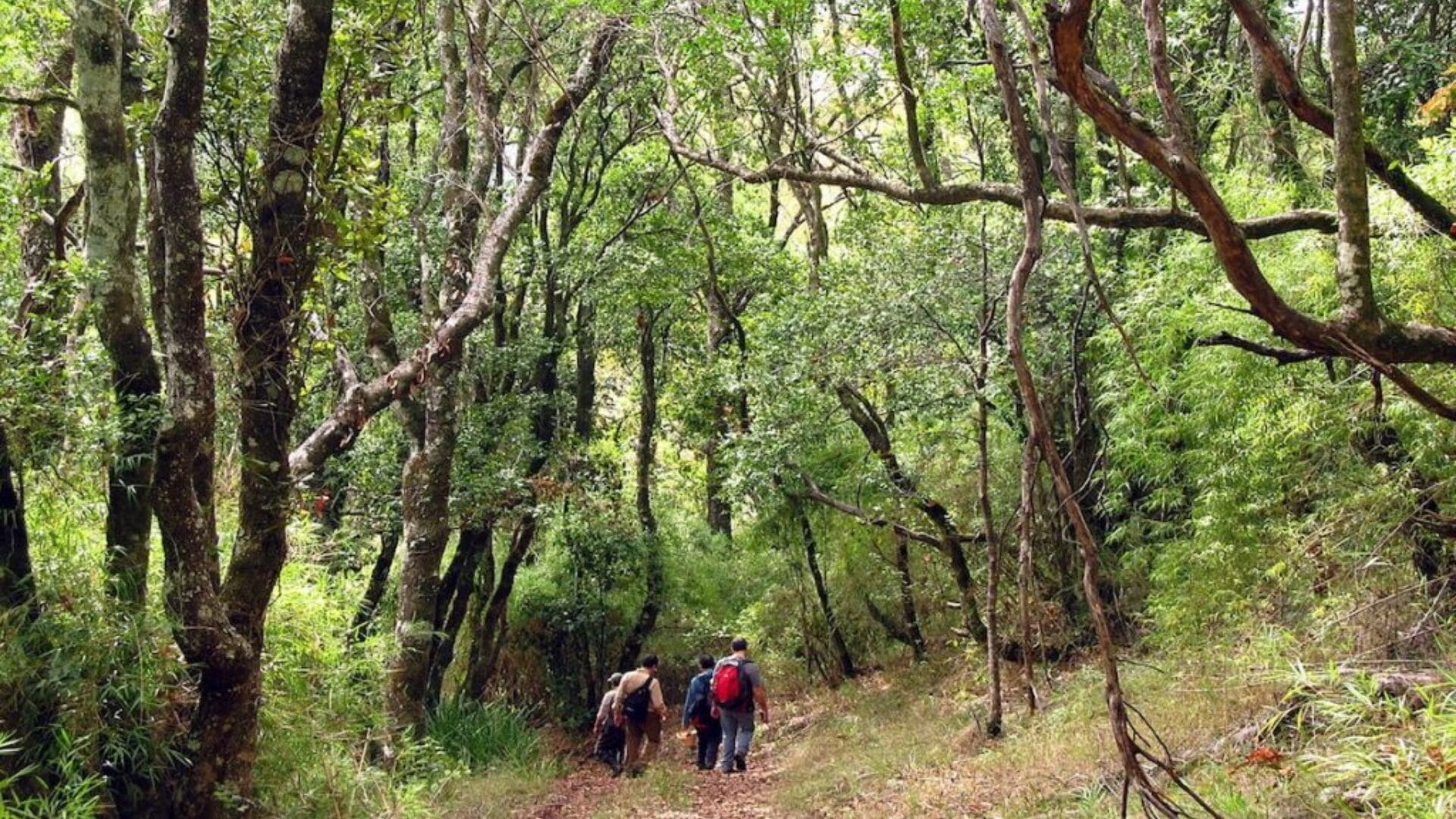 Parque Nacional Nonguén y Laguna del Laja tendrán acceso gratuito para celebrar el Día del Deporte