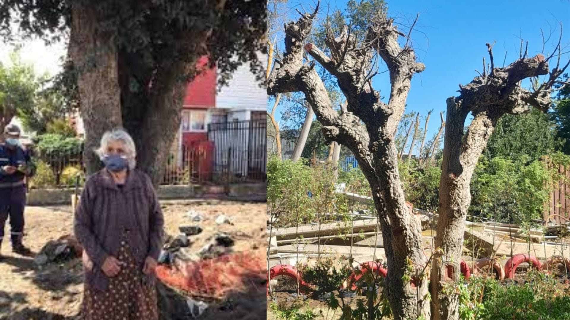 El triste final del árbol que adulta mayor salvó en Talcahuano