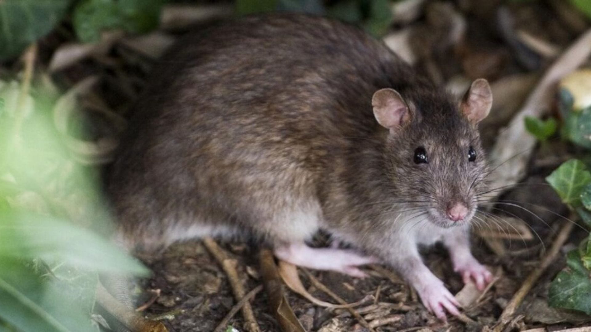 Confirman primer caso de Virus Hanta en el Biobío