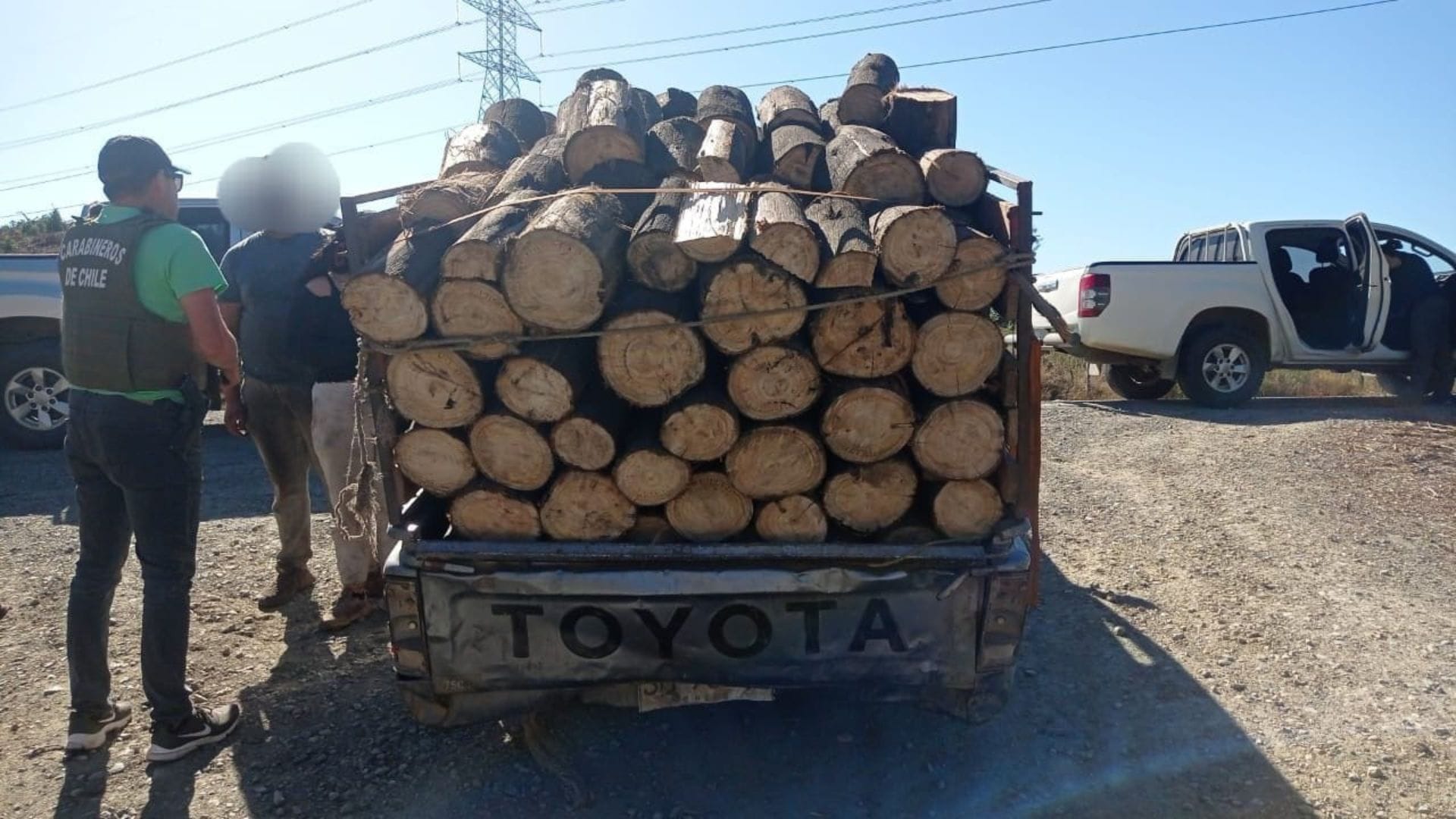 Sorprenden a siete sujetos robando madera en Lota: Tenían camioneta llena de eucaliptos