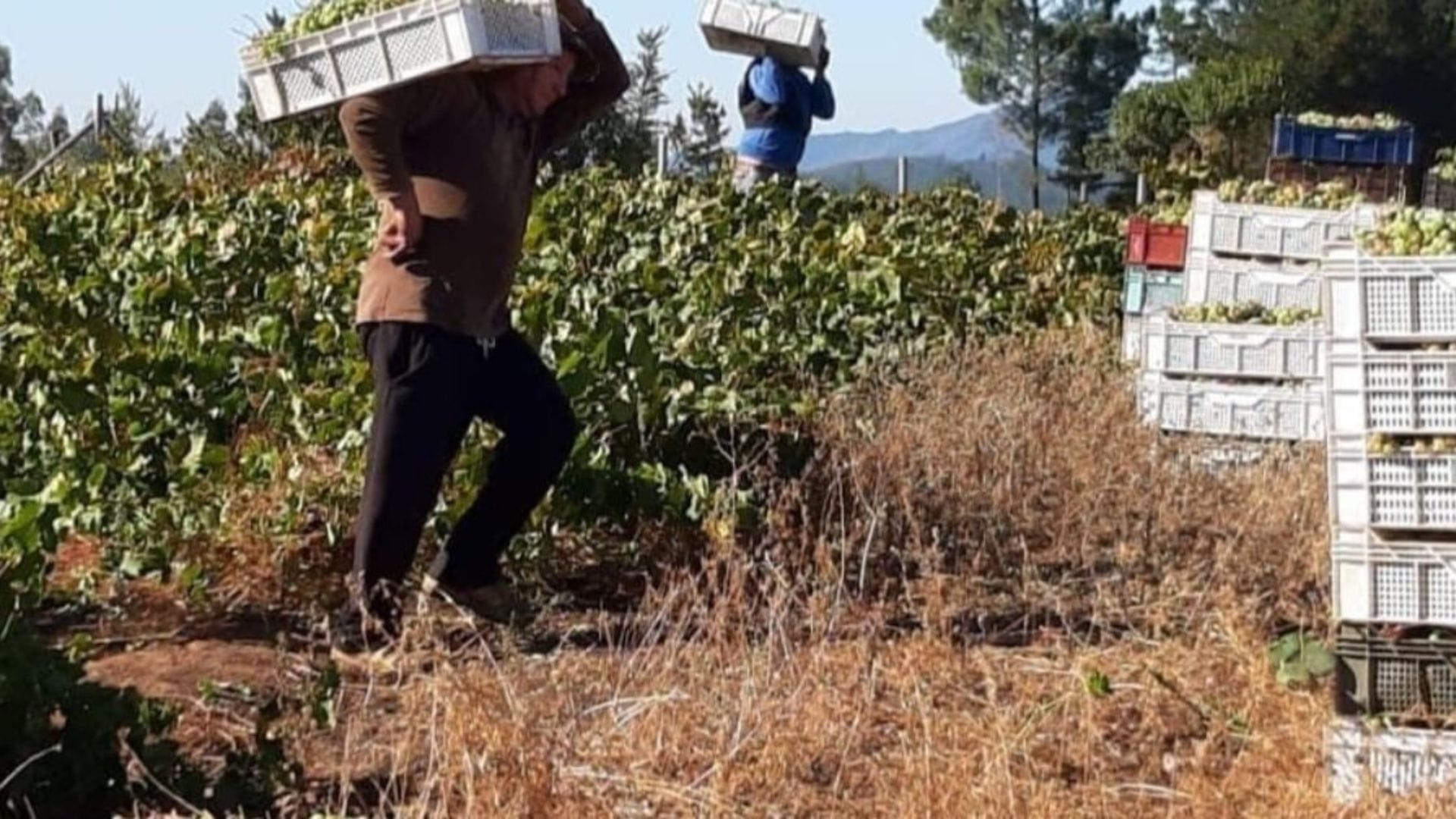 Viñateros del Valle del Itata iniciaron la vendimia, pero acusan colusión de las grandes empresas para pagar bajos precios de la uva