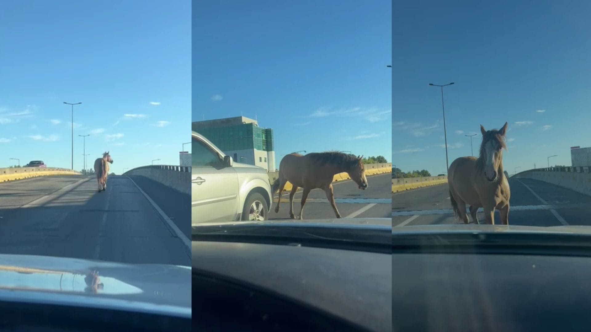Sin solución: Caballo suelto galopa sobre paso nivel de Concepción y casi provoca accidente