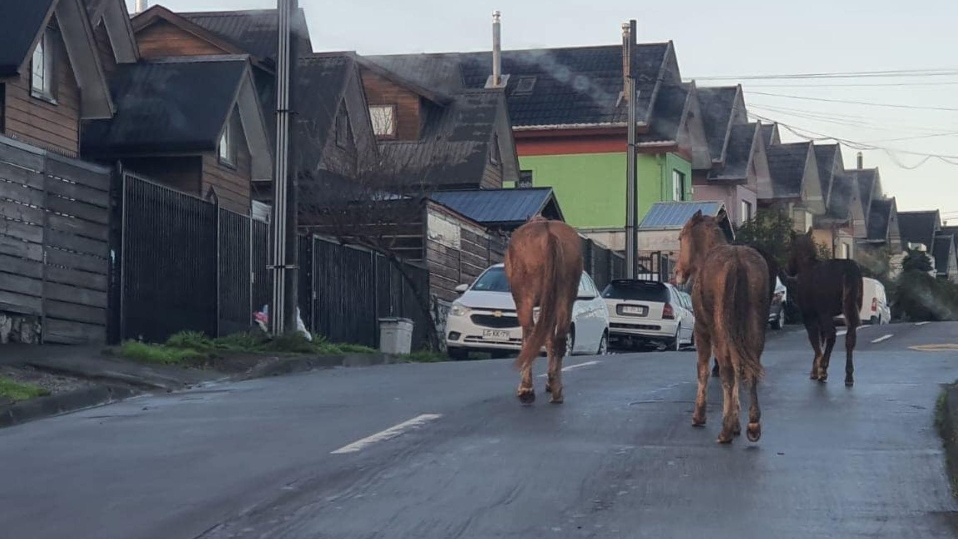 Concepción toma medidas por caballos sueltos: Implementarán programa de custodia y mantención de animales mayores