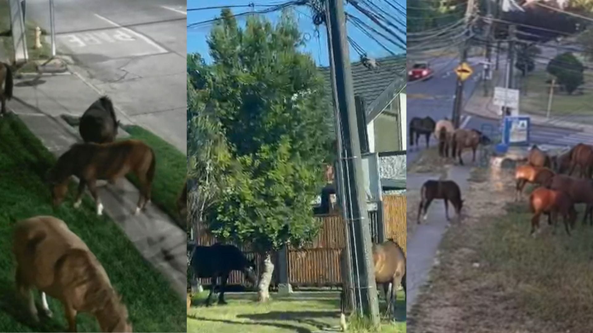 Llaman a denunciar tras constantes episodios de caballos sueltos en Concepción: Municipio afirmó que operará “carro de arrastre”