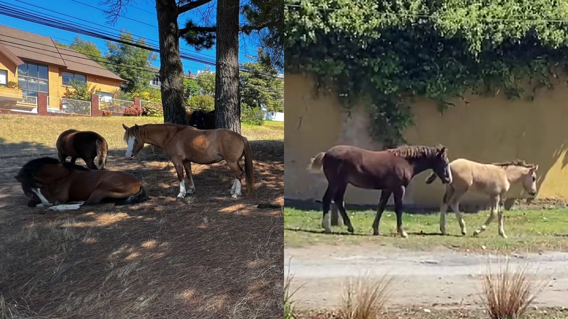 Caballos sueltos en Concepción: Equinos llevan más de un año viviendo entre sectores residenciales
