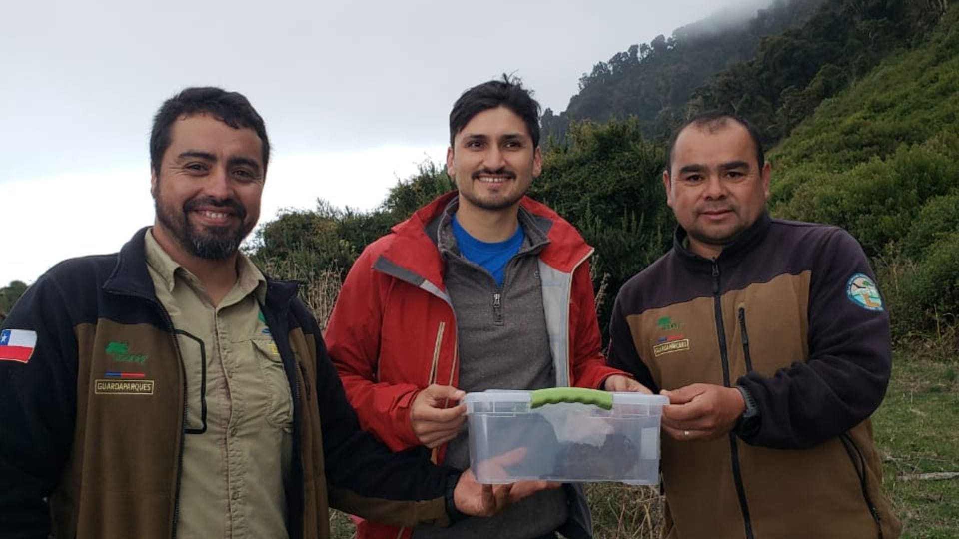 Especie que se creía extinta hace 65 años fue redescubierta en el Biobío