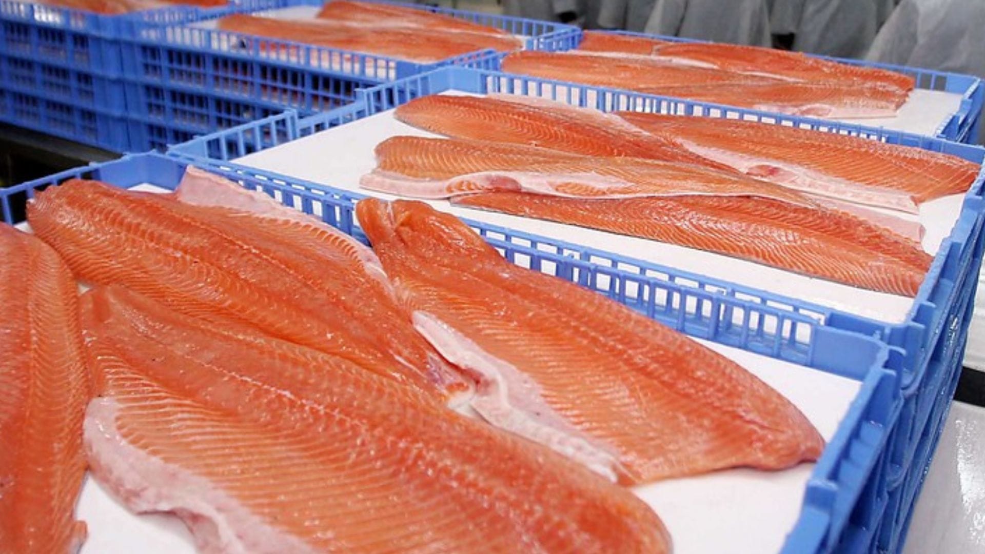 Desafíos Financieros de la industria salmonera en comercio exterior