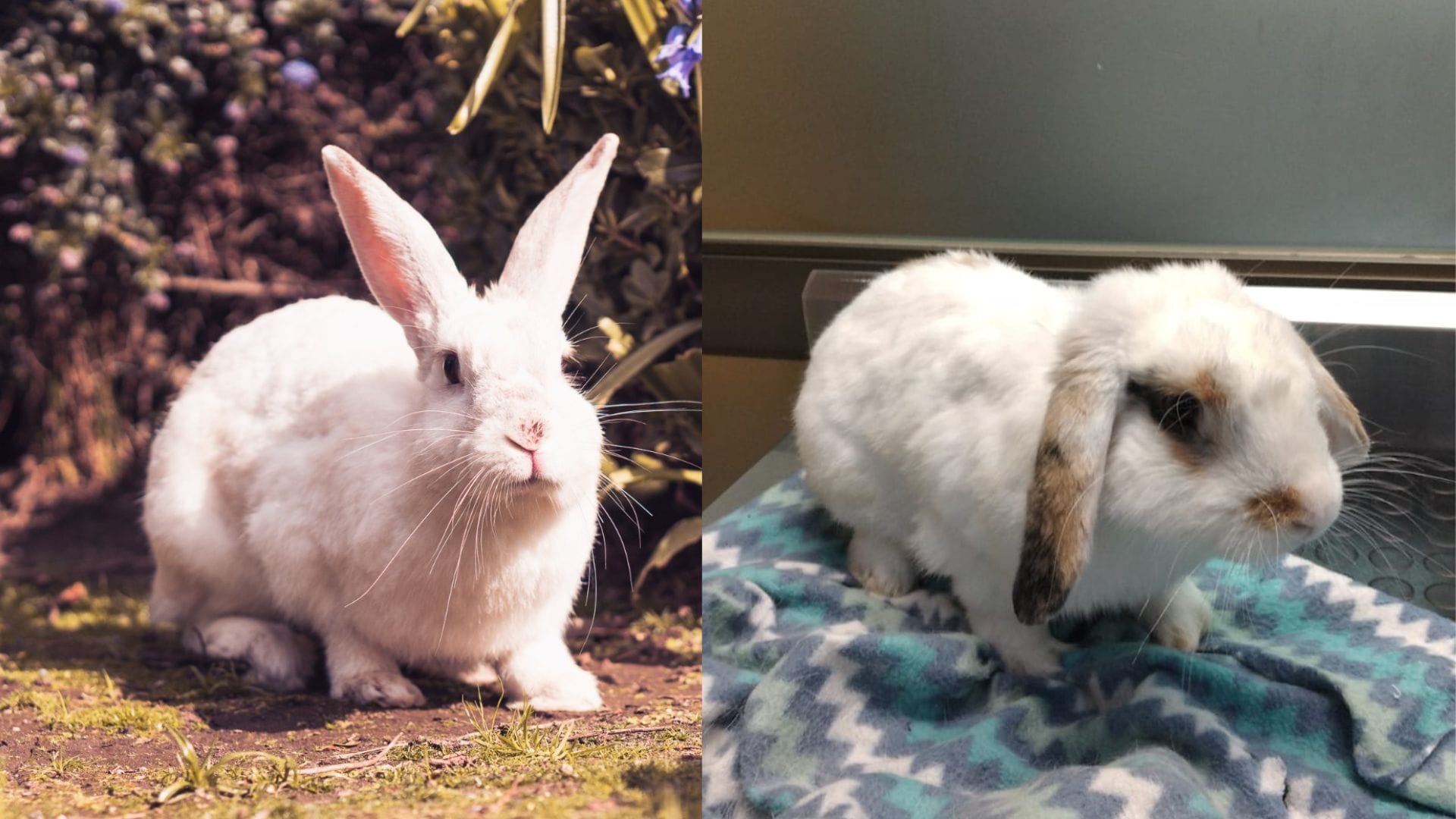 Bunnypalooza en Concepción: Evento concientiza sobre la adopción de conejos y roedores rescatados