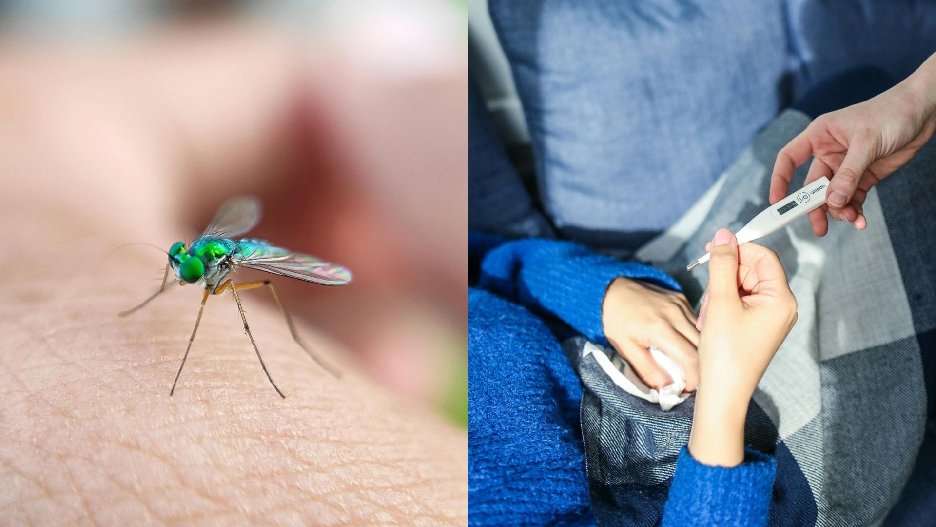 Dengue en Chile: ¿Cuáles son los síntomas y cómo me cuido de una posible infección del virus?