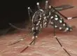 Qué es el Dengue: Zancudo que transmite el virus potencialmente letal apareció en Chile