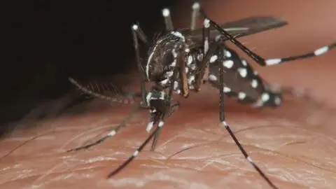 Qué es el Dengue: Zancudo que transmite el virus potencialmente letal apareció en Chile
