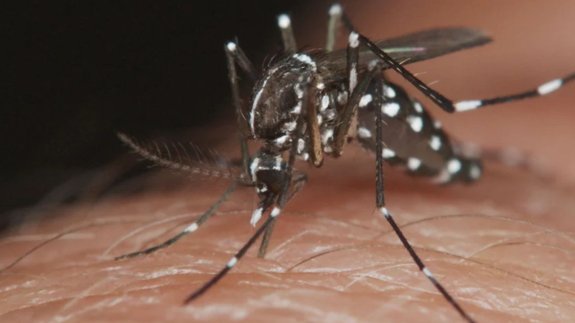 Dengue en Chile: Las siete regiones del país que ya cuentan con casos