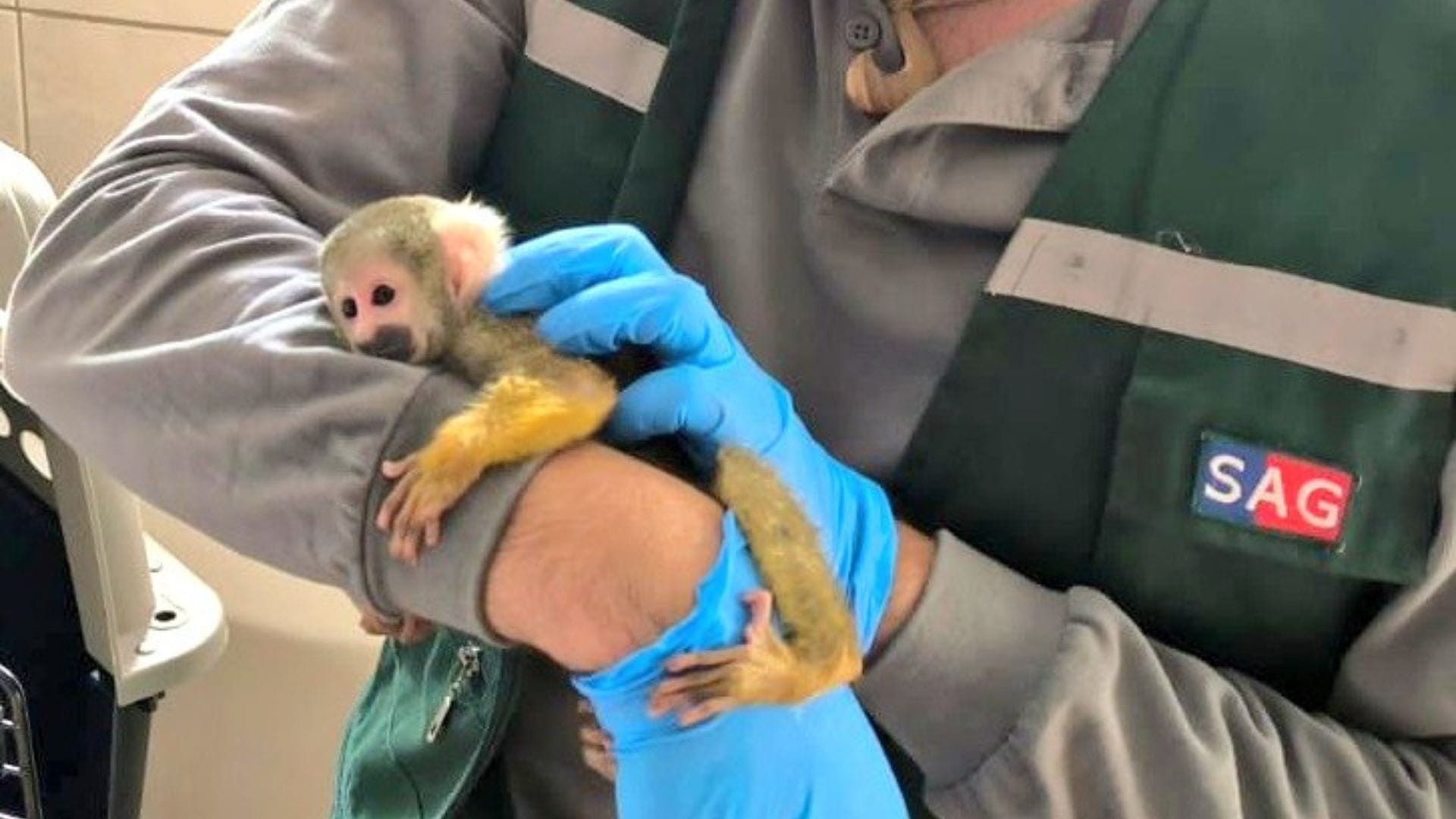 Encuentran “mono ardilla” paseando por condominio en Iquique