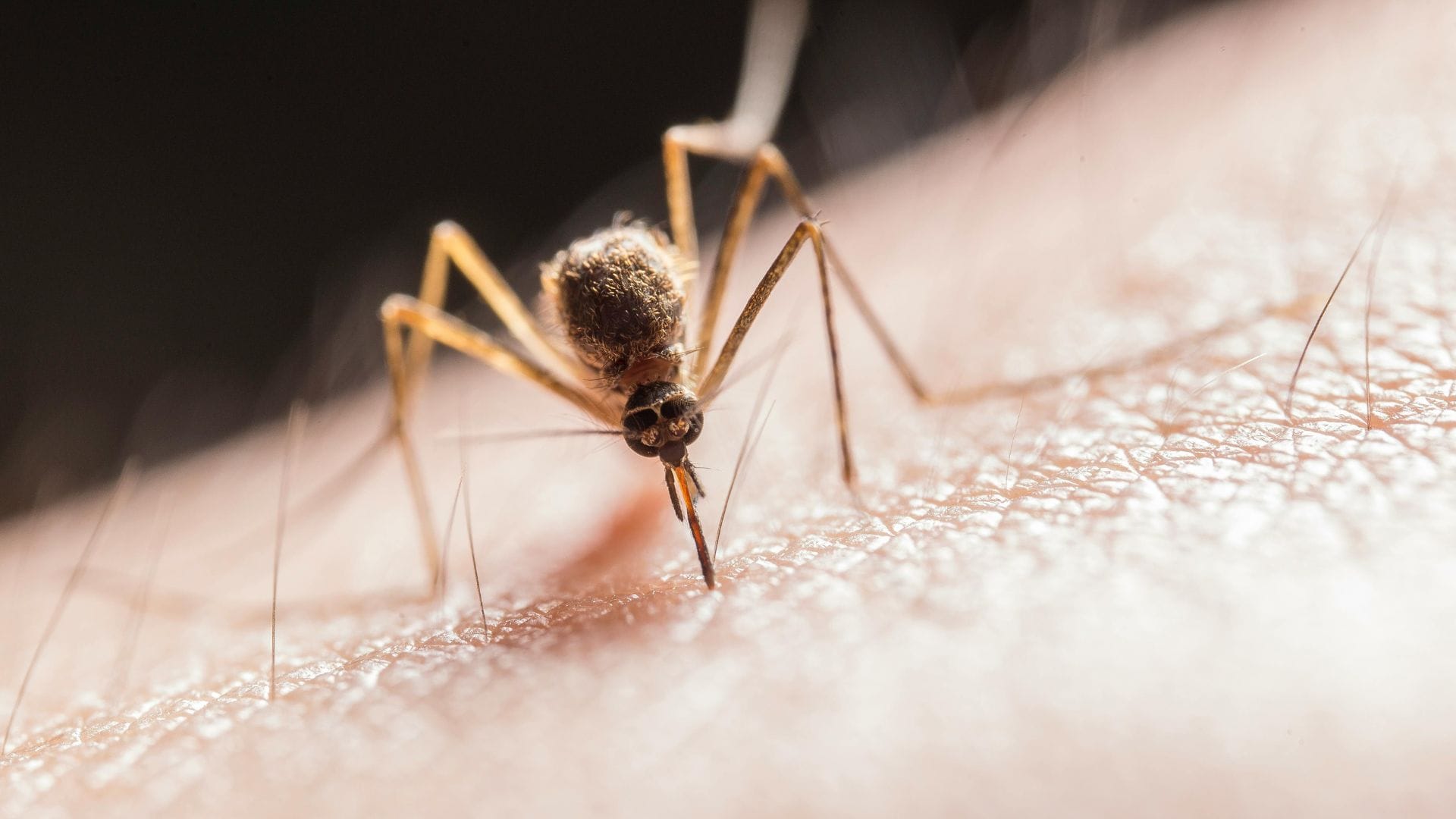 Confirman 179 casos de dengue en Chile: 135 serían importados y 44 son de Isla de Pascua