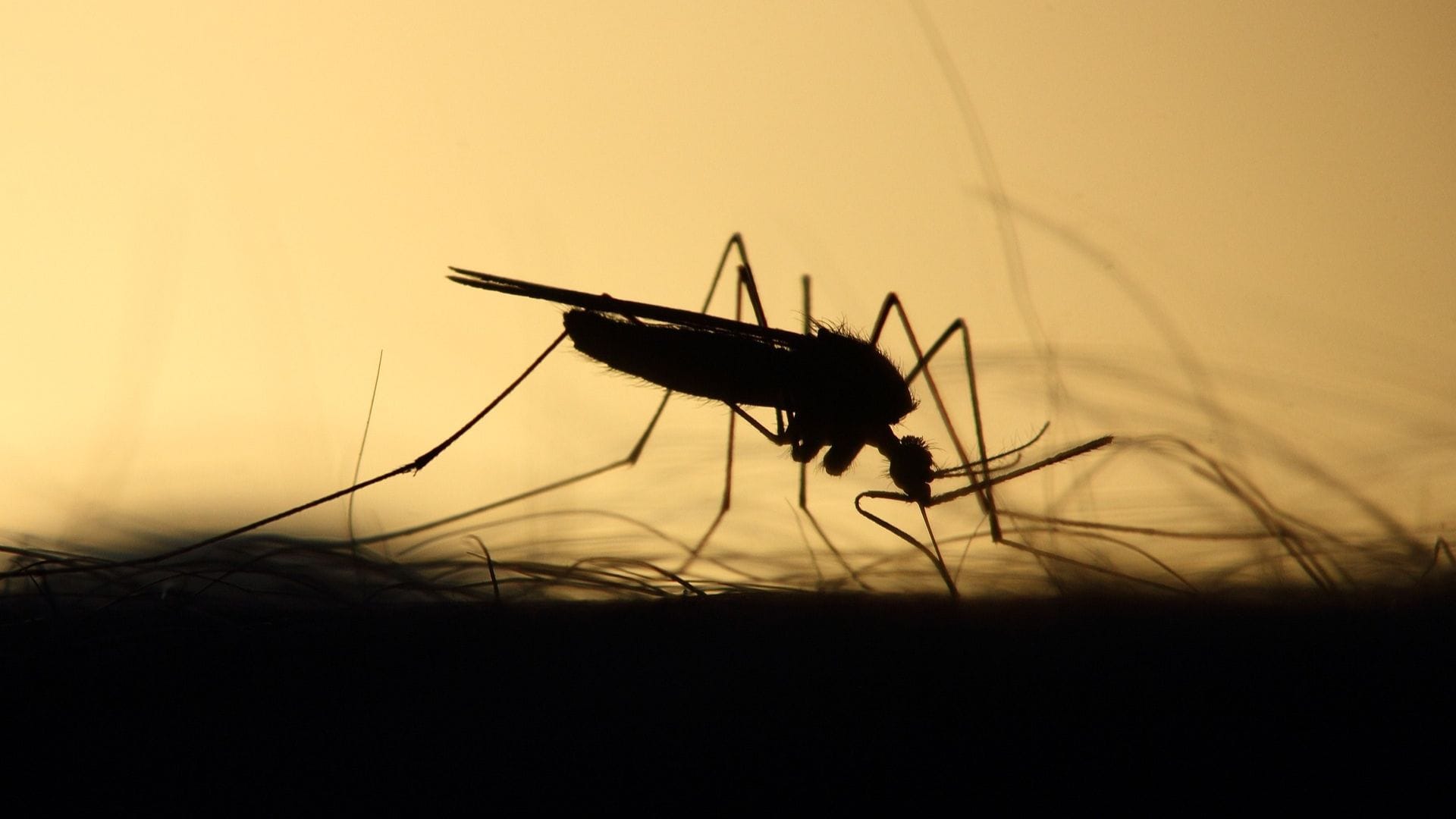 Descubren nuevo foco de mosquitos transmisores de dengue en terminal de Los Andes