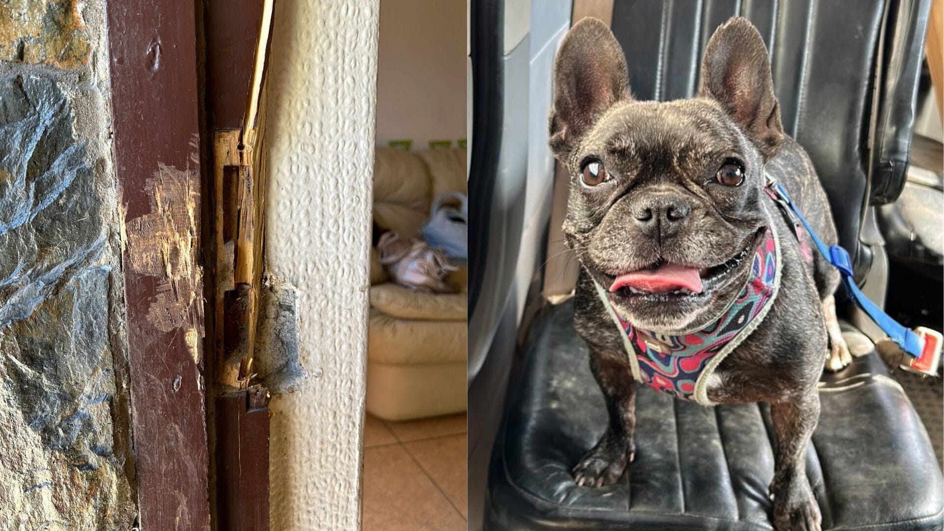 Buscan a perrita Danna, desaparecida tras robo en Talcahuano: Ofrecen $500 mil de recompensa