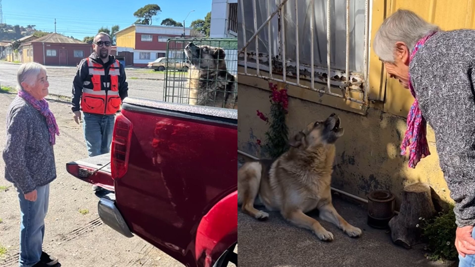 Perrito celebra con su familia después de “milagroso” rescate marítimo en Talcahuano