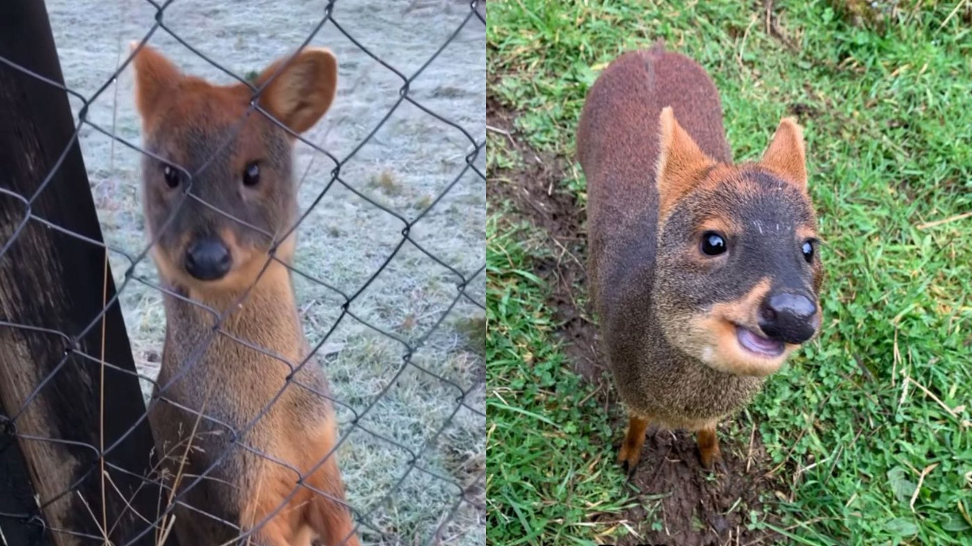 Denuncian que perro mató a dos pudúes en centro de Chiloé: ONG declara que fauna está en “alerta roja”