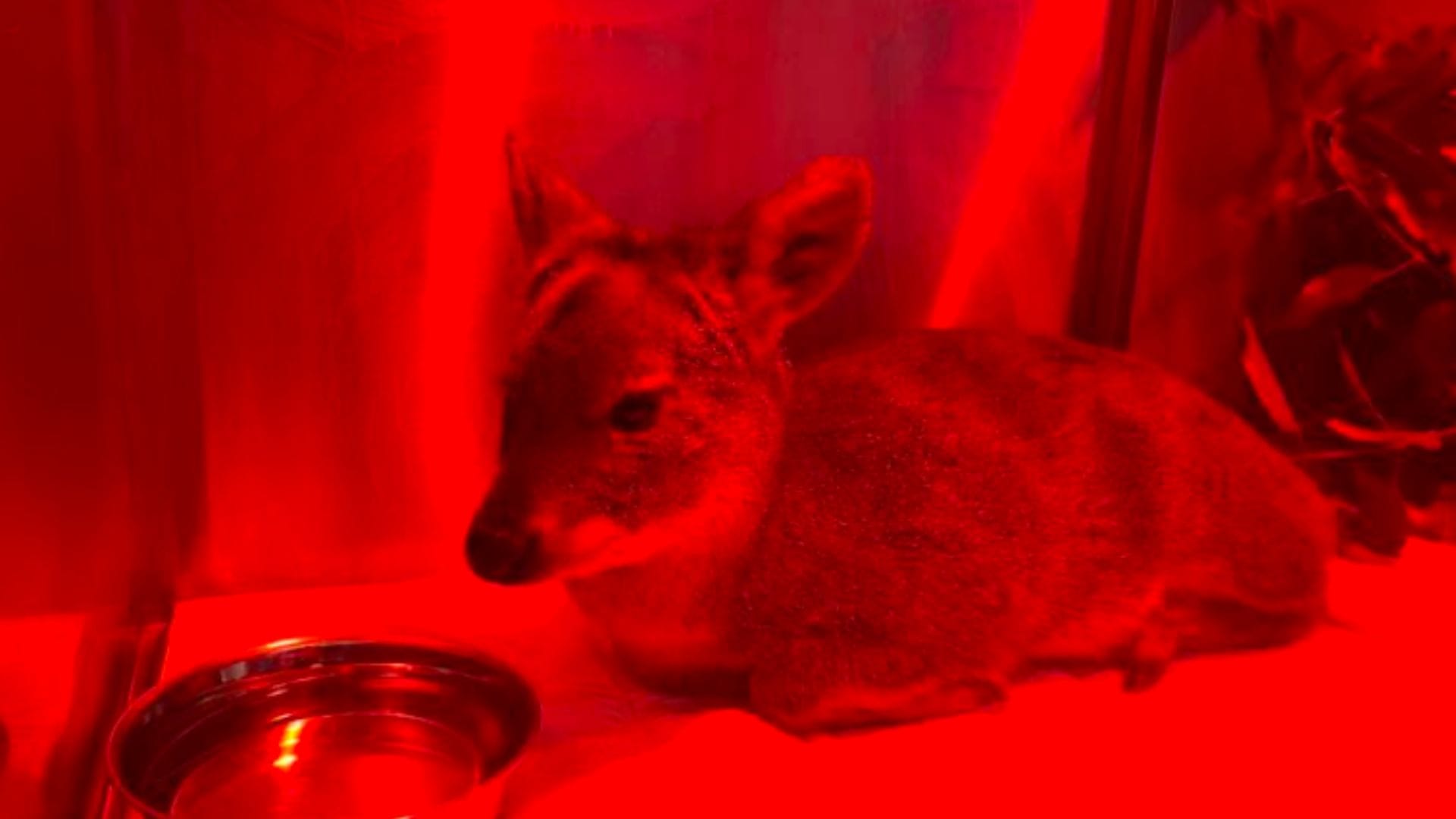 Pudú fue atacado por perros mientras se realizaba una carrera de motos en cerro de Chiguayante