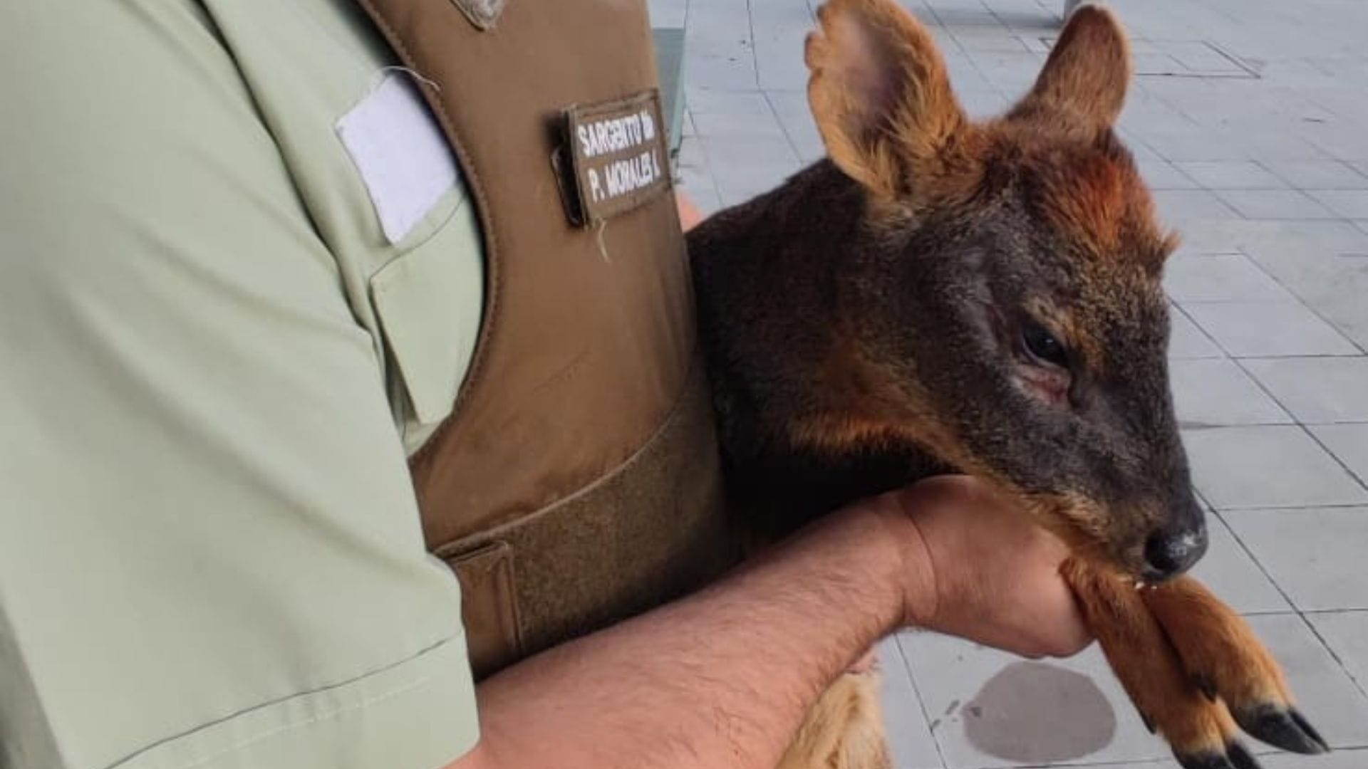 Rescatan a pudú en Concepción: Estaba herido tras ser atacado por perros en la vía pública