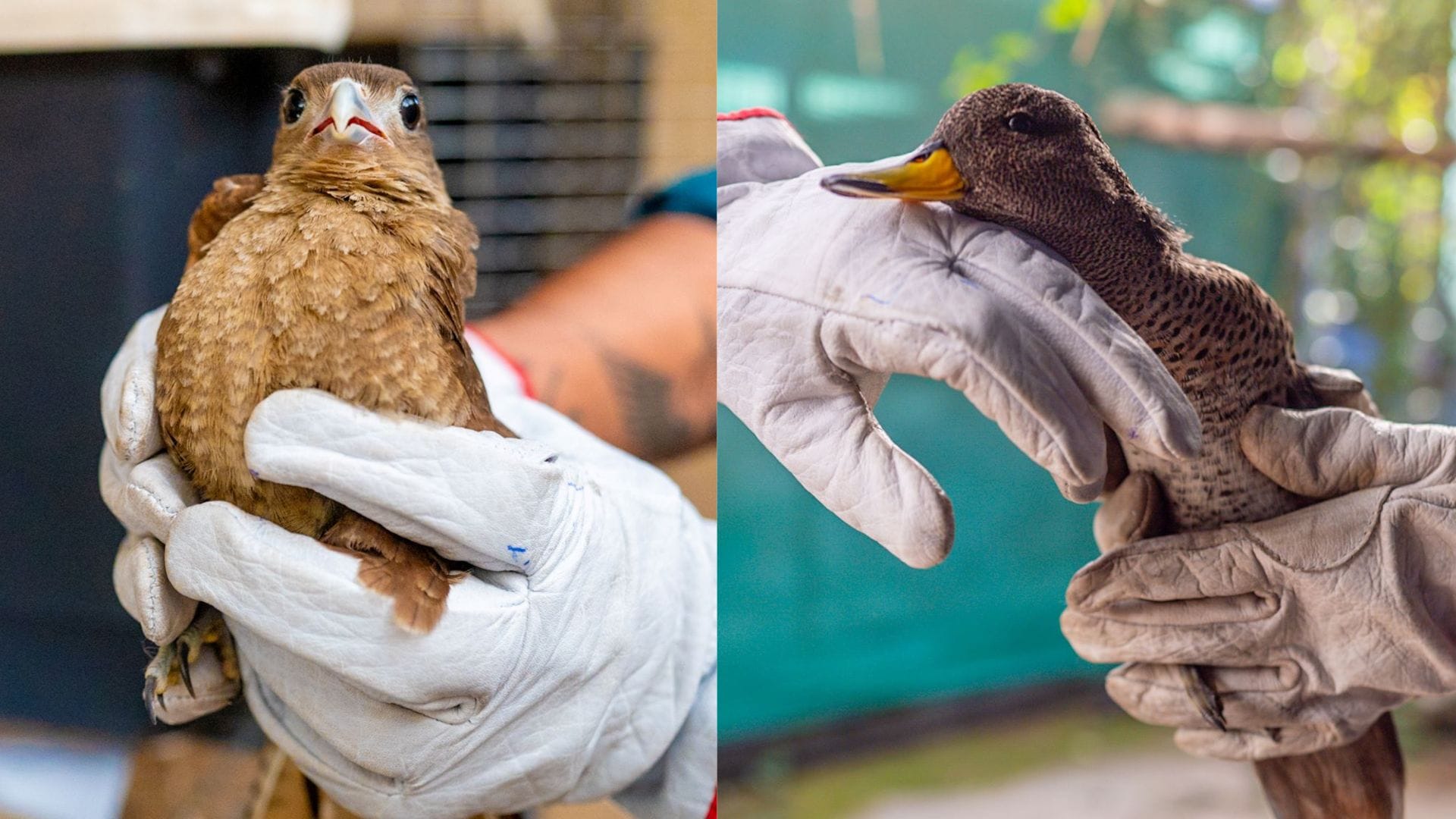 Tiuque y pato jergón, aves silvestres rescatadas y rehabilitadas, vuelven a su hábitat en Talcahuano