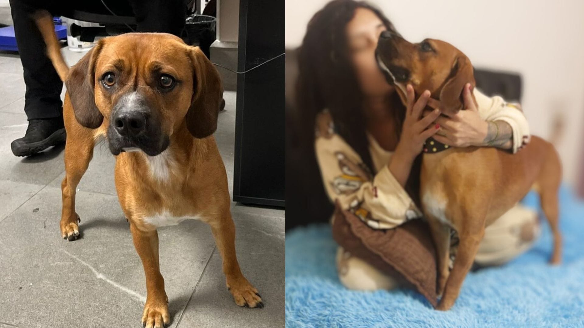 Perrito abandonado en el Aeropuerto de Santiago consigue un final feliz: La aventura de Bruno