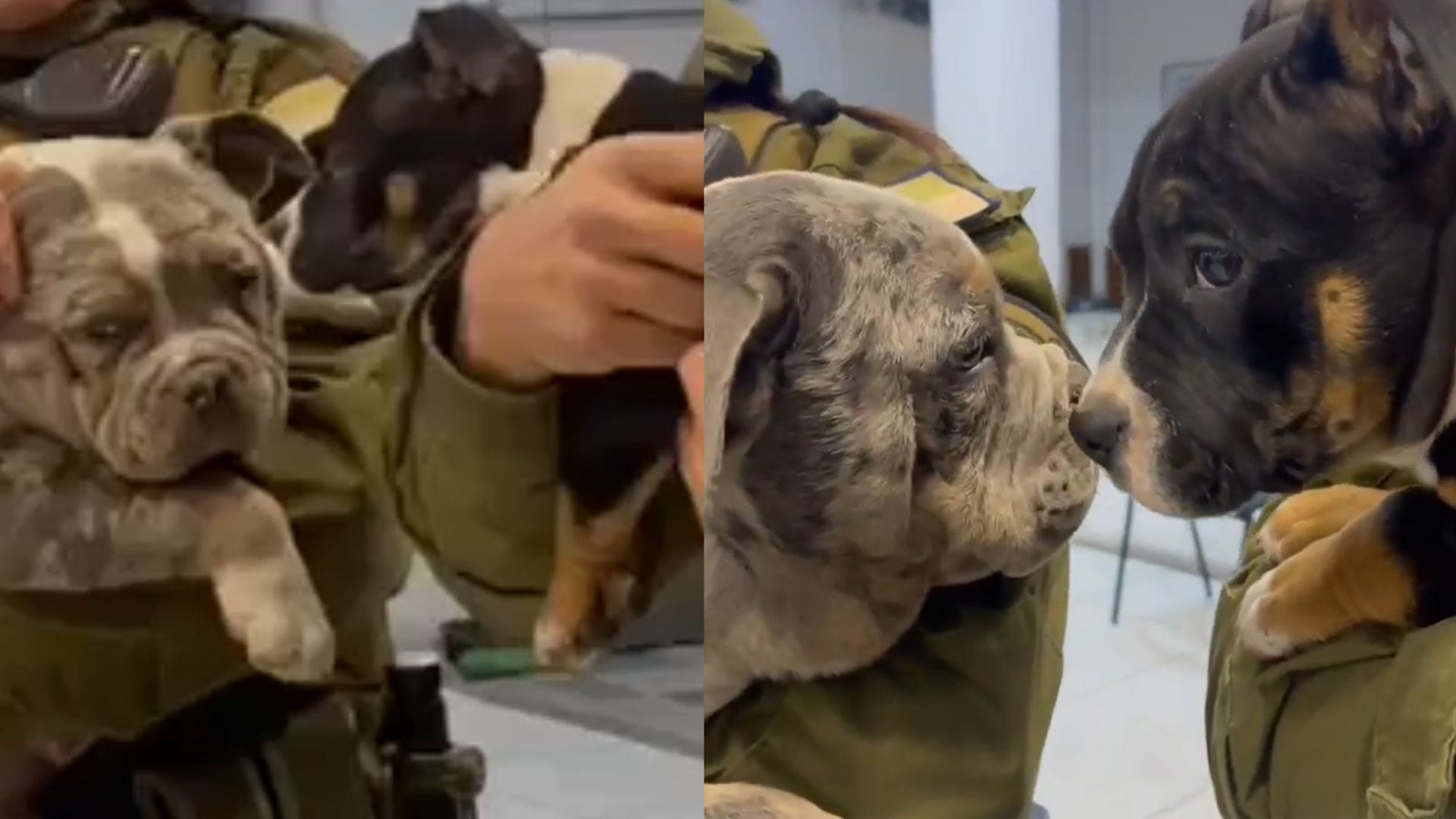 Persecución terminó con un detenido y en el rescate de dos cachorros: Banda delictual chocó cuando huía en Conchalí