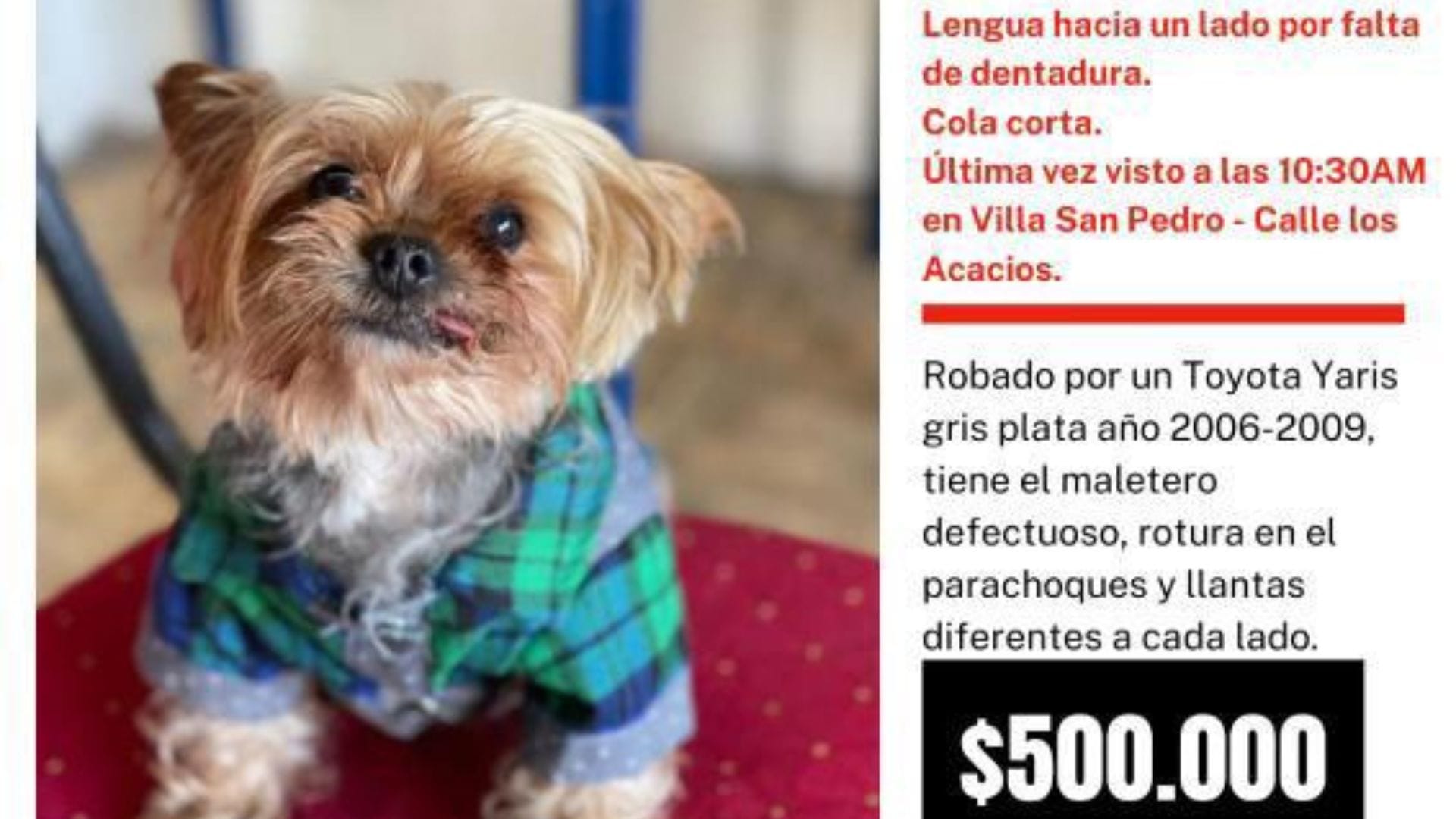 Amplían búsqueda de perrito, entrañable recuerdo familiar, robado en San Pedro: ofrecen $500 mil de recompensa