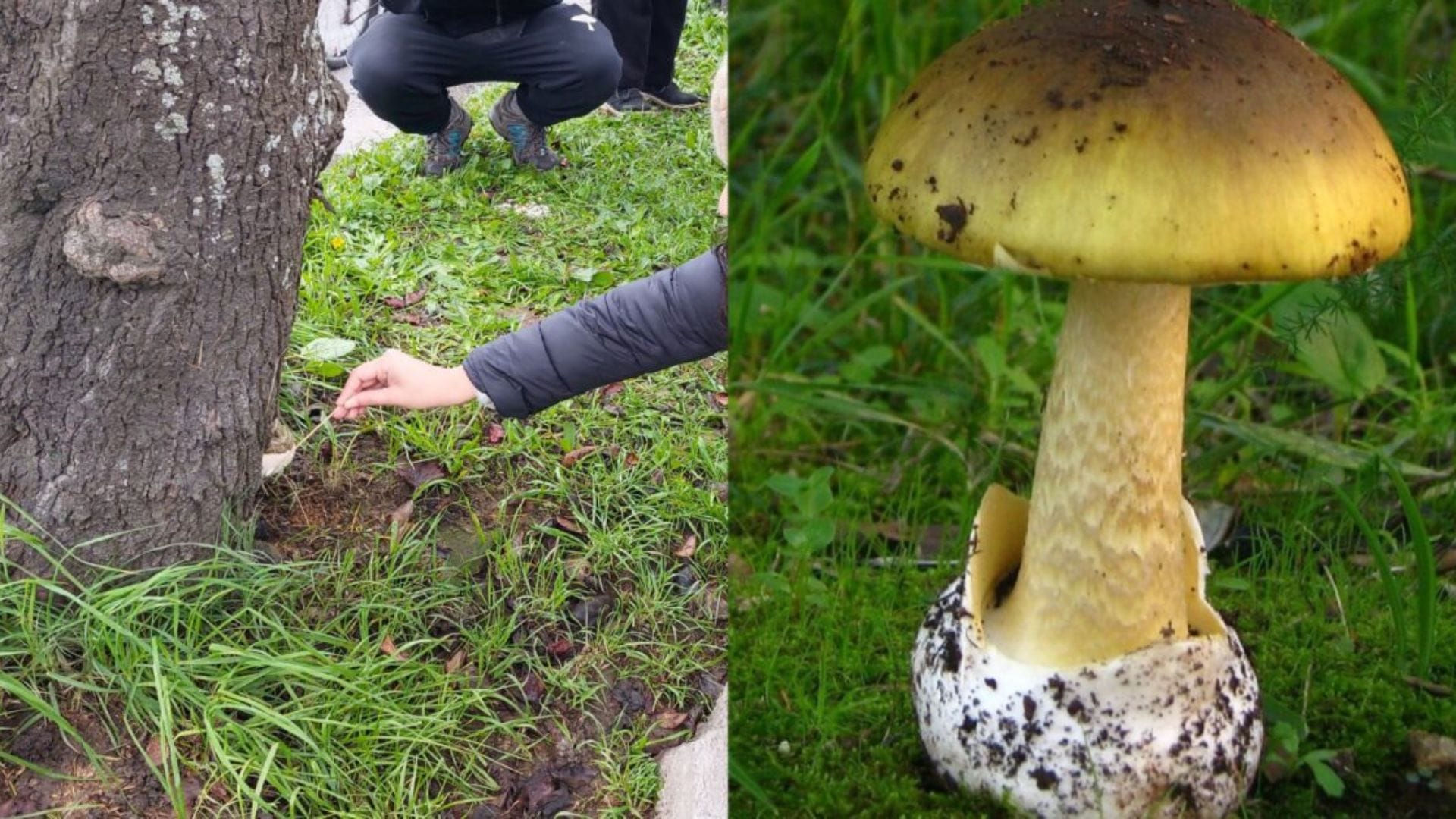 Amanita phalloides: El “hongo de la muerte” que consumió persona que murió en Hospital Regional de Concepción