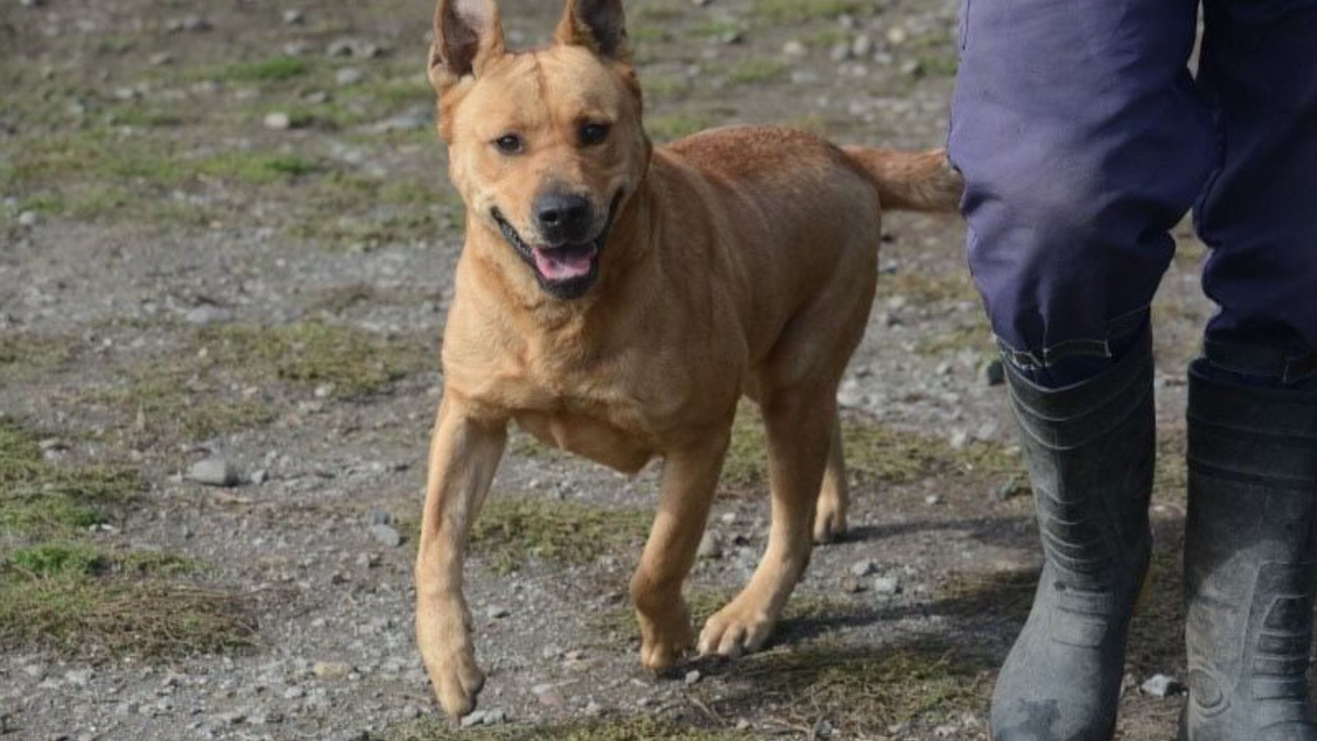 Corporación que acoge a más de 70 perros en Concepción busca ayuda monetaria por medio de un “Presta Luca”
