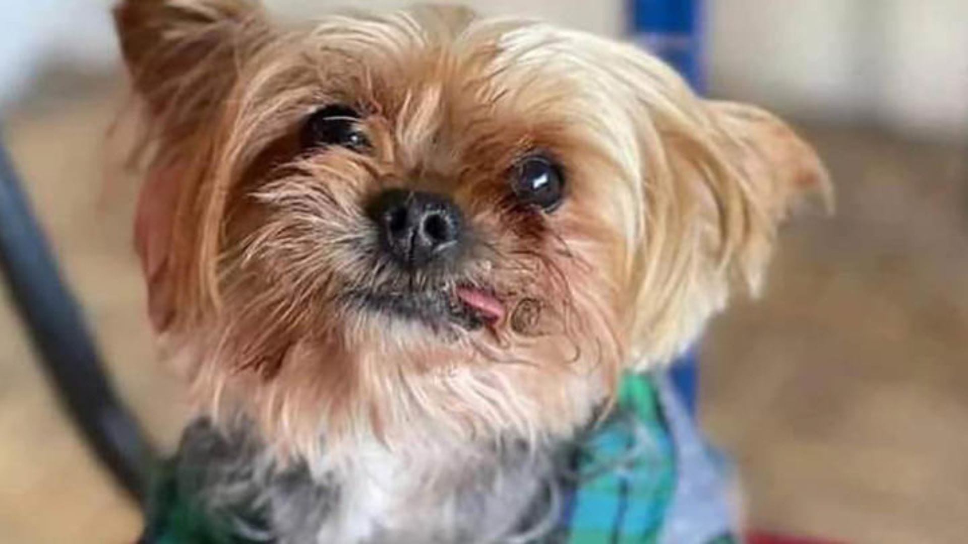 San Pedro de la Paz: Roban perro que pertenecía a un hombre fallecido