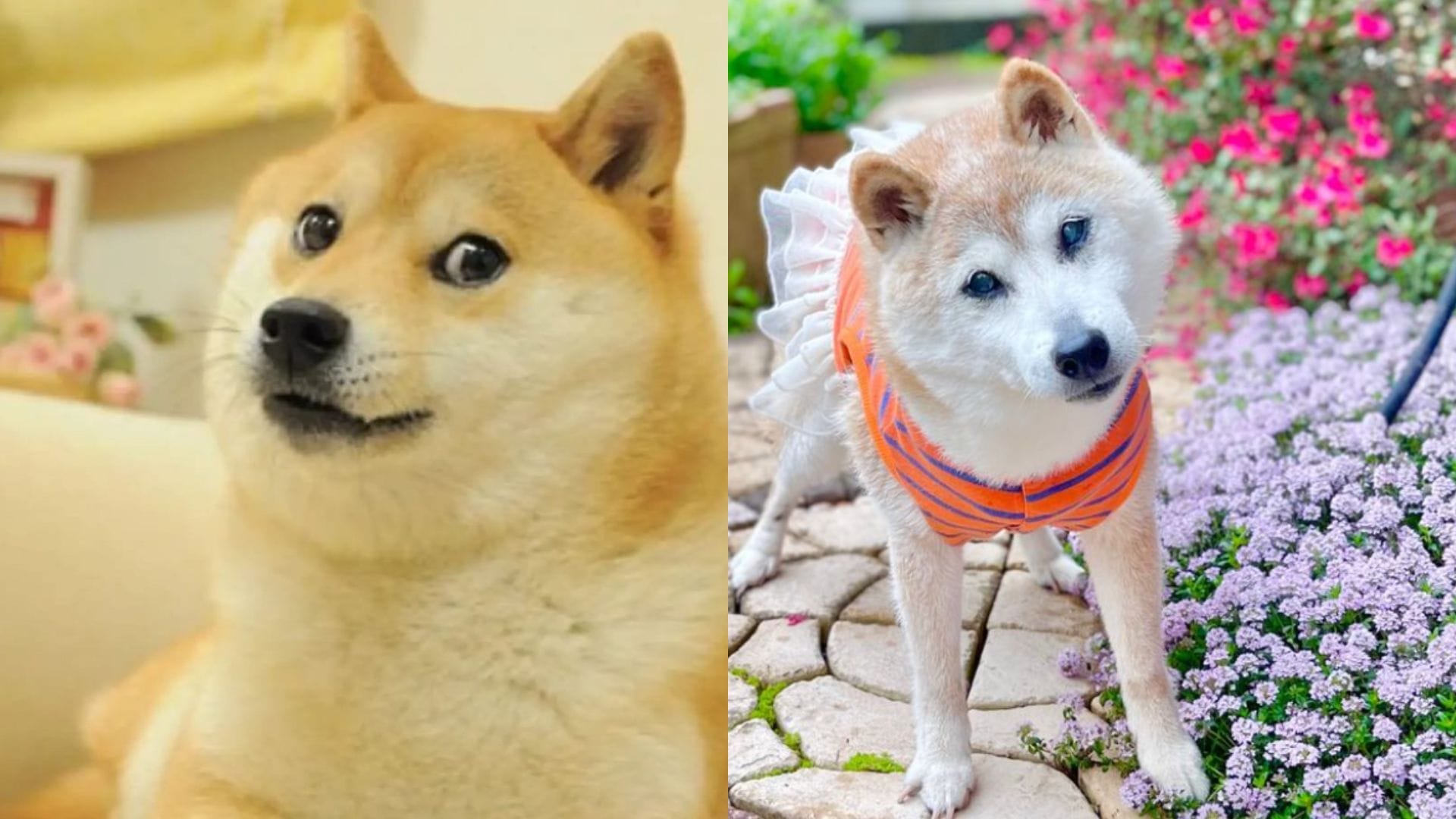 Muere el perro del meme “Doge”, Kabosu, a los 18 años: “Se fue en paz”