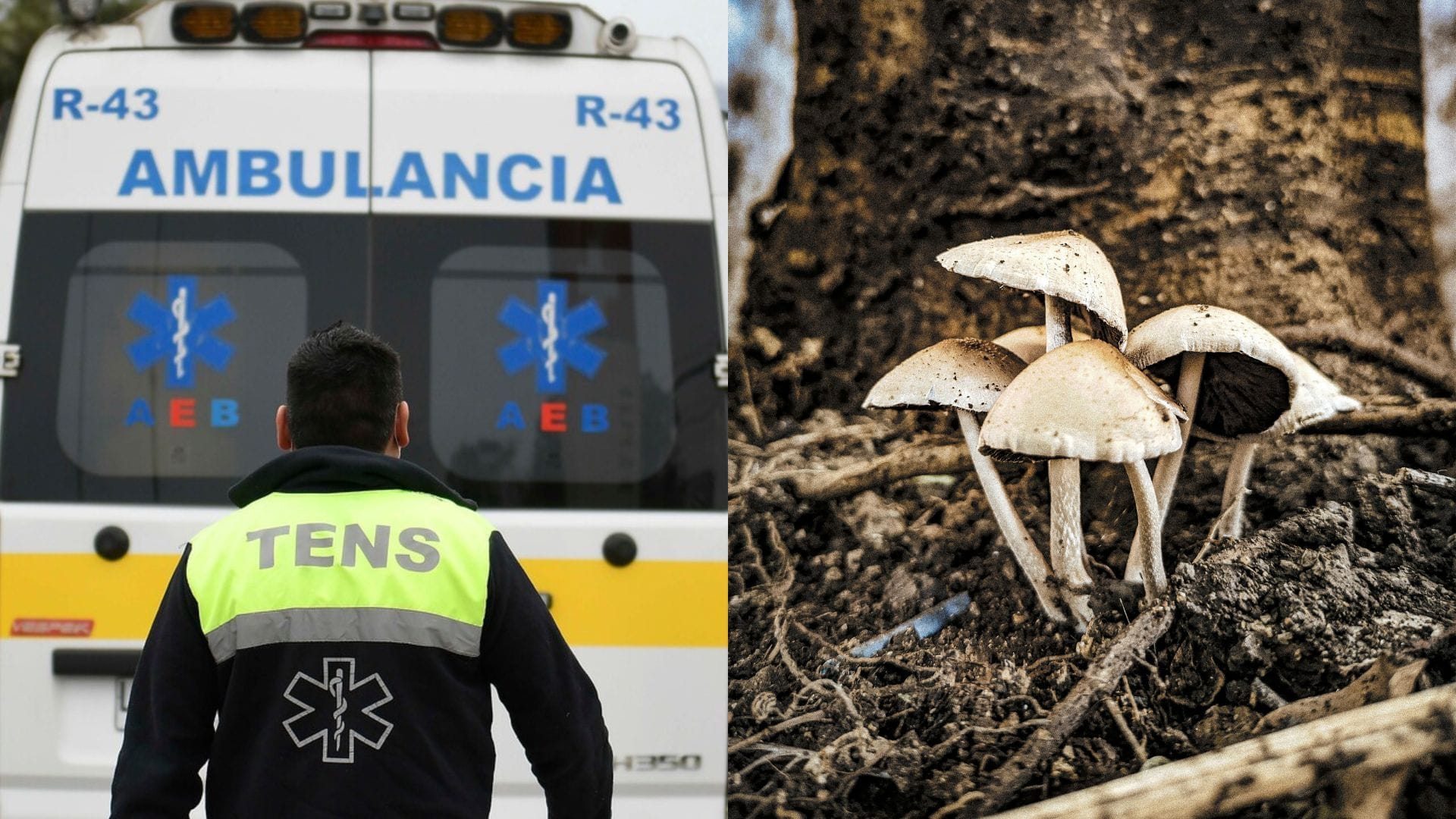 Intoxicación en La Araucanía: Un fallecido y tres personas en riesgo vital tras comer hongos venenosos
