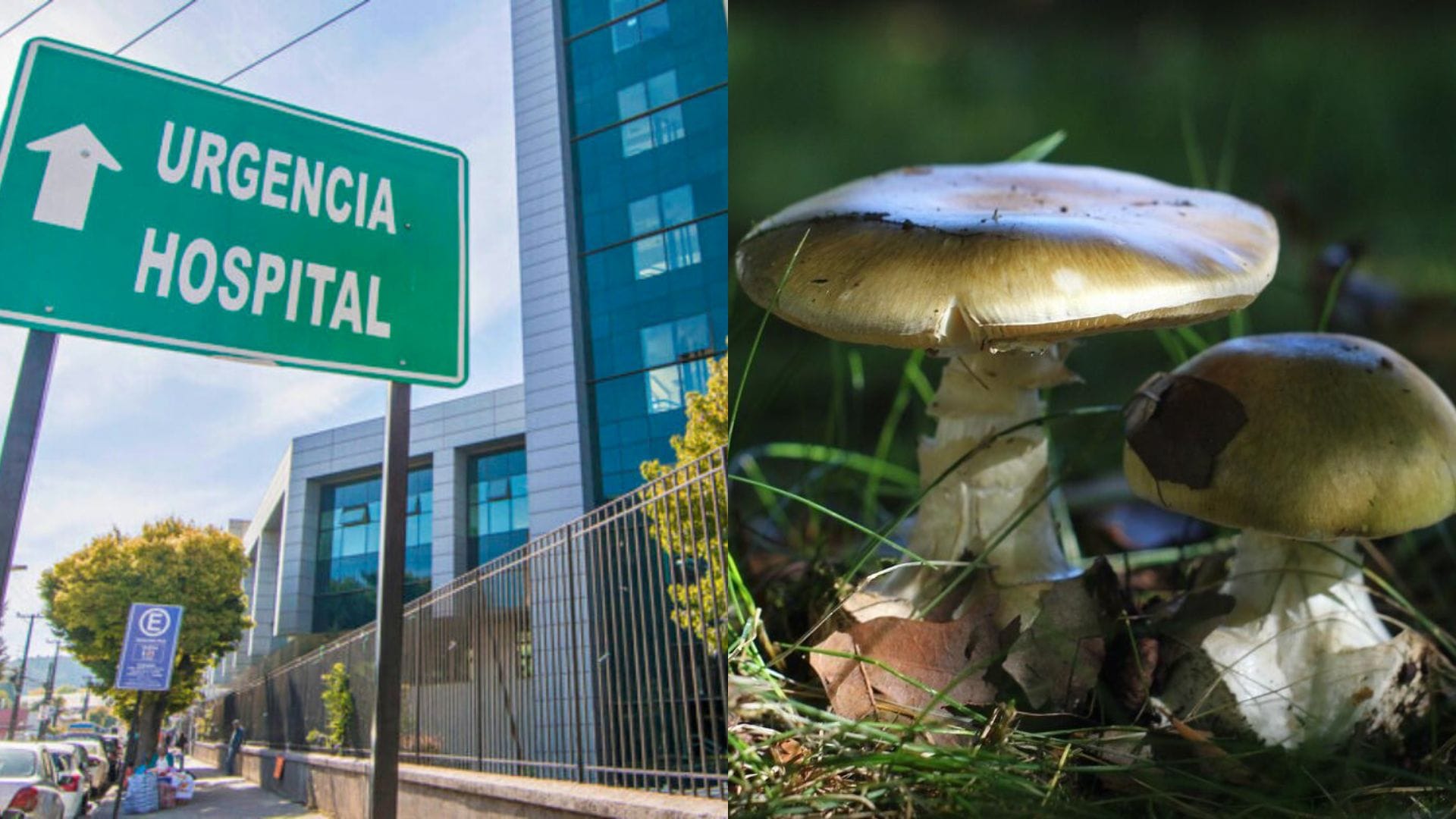 Llaman a no consumir hongos silvestres ante casos de intoxicación: Afectados se encuentran graves en Concepción