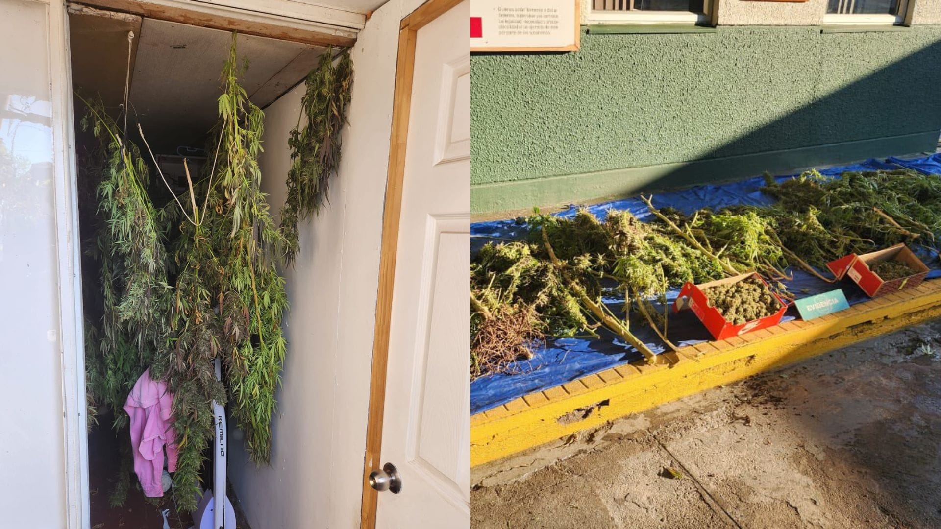Incendio reveló gran cultivo de marihuana en El Bosque: Fuerte olor alertó a Carabineros